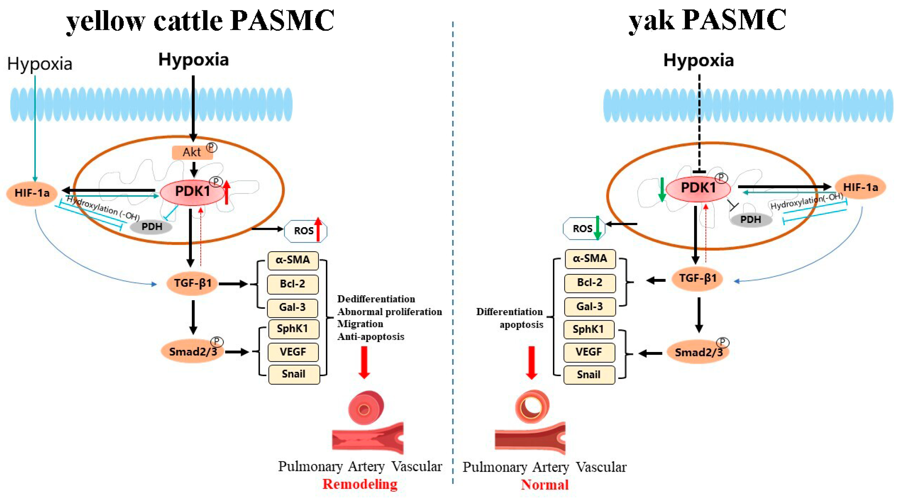 Animals 14 02422 g018