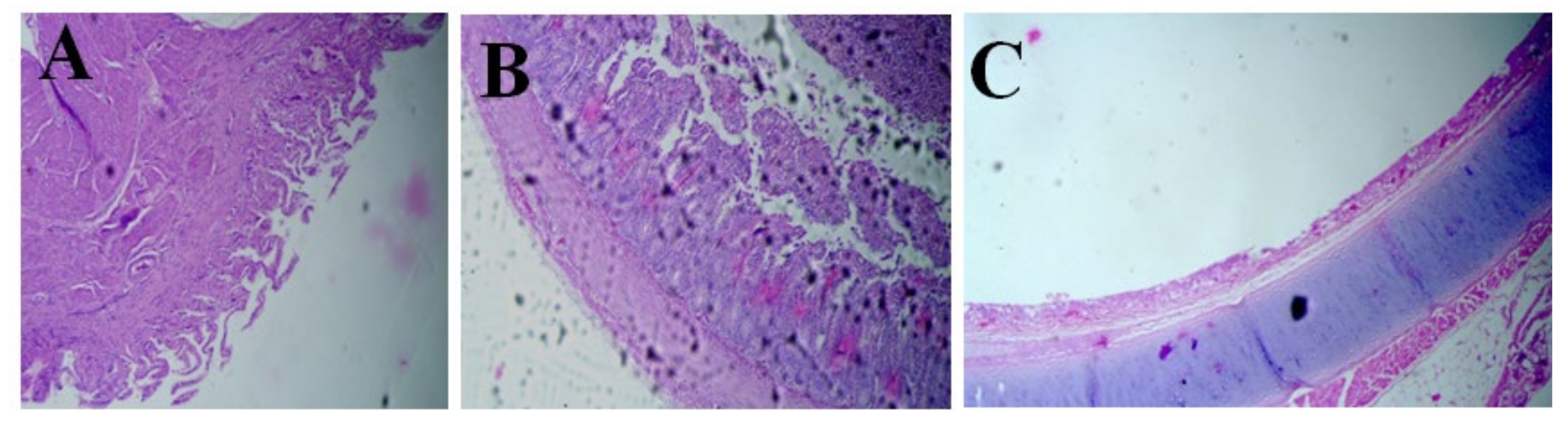 Animals 14 02423 g003