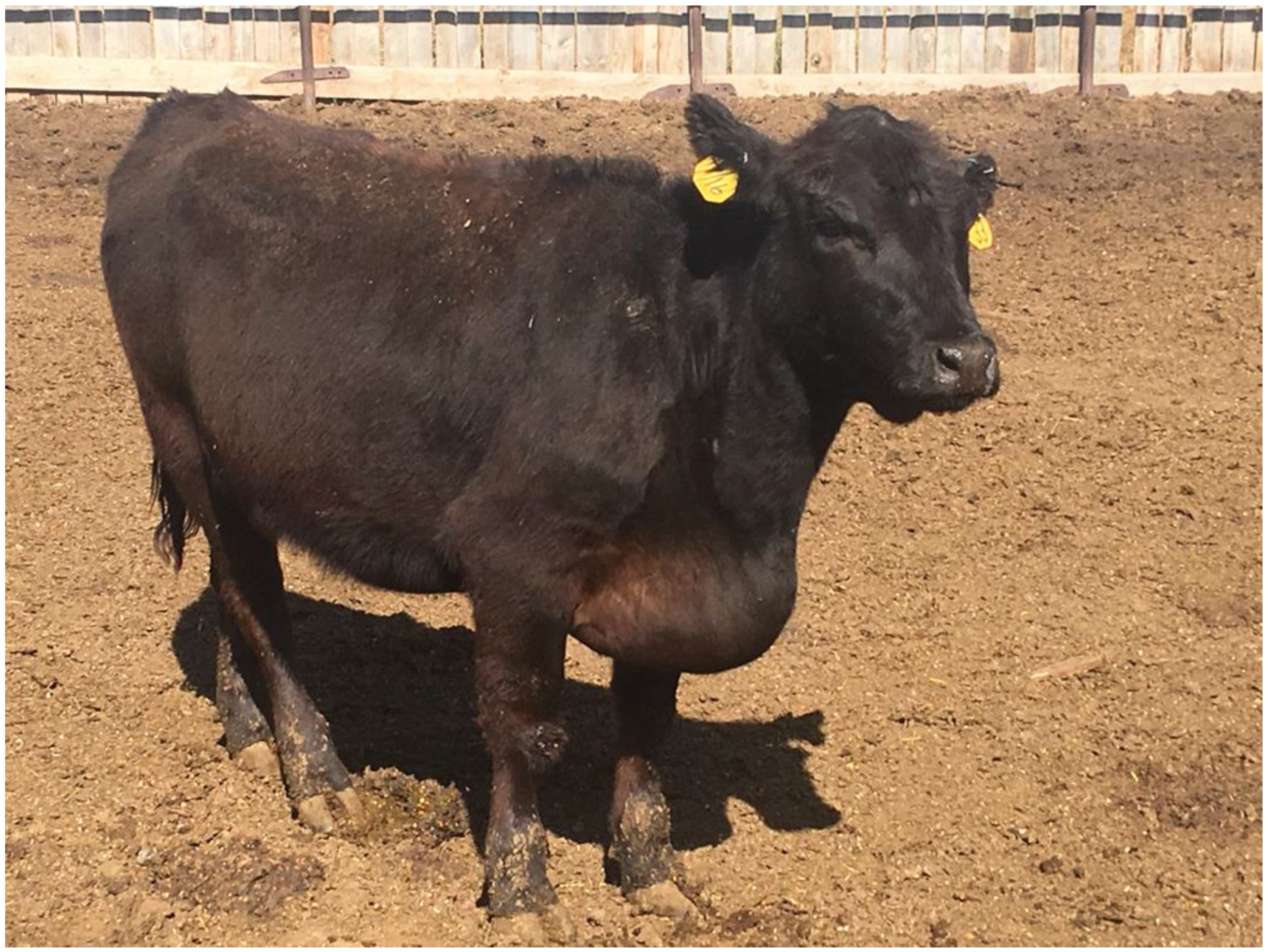 Animals 14 02430 g001