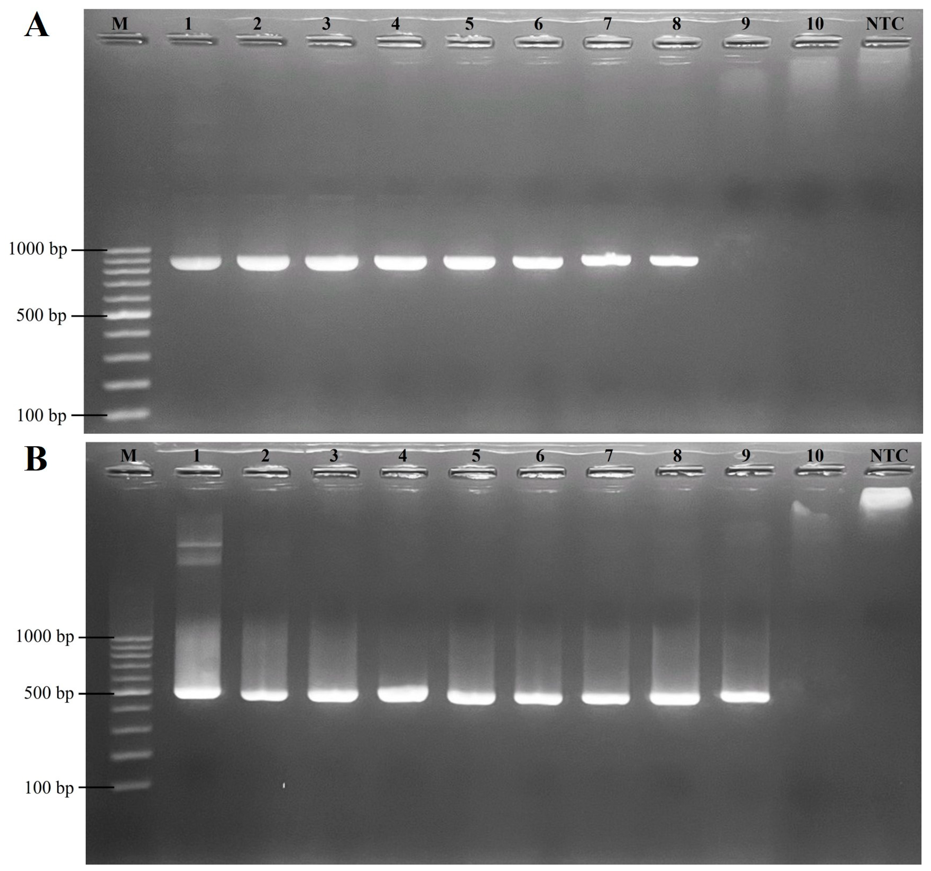 Animals 14 02432 g004