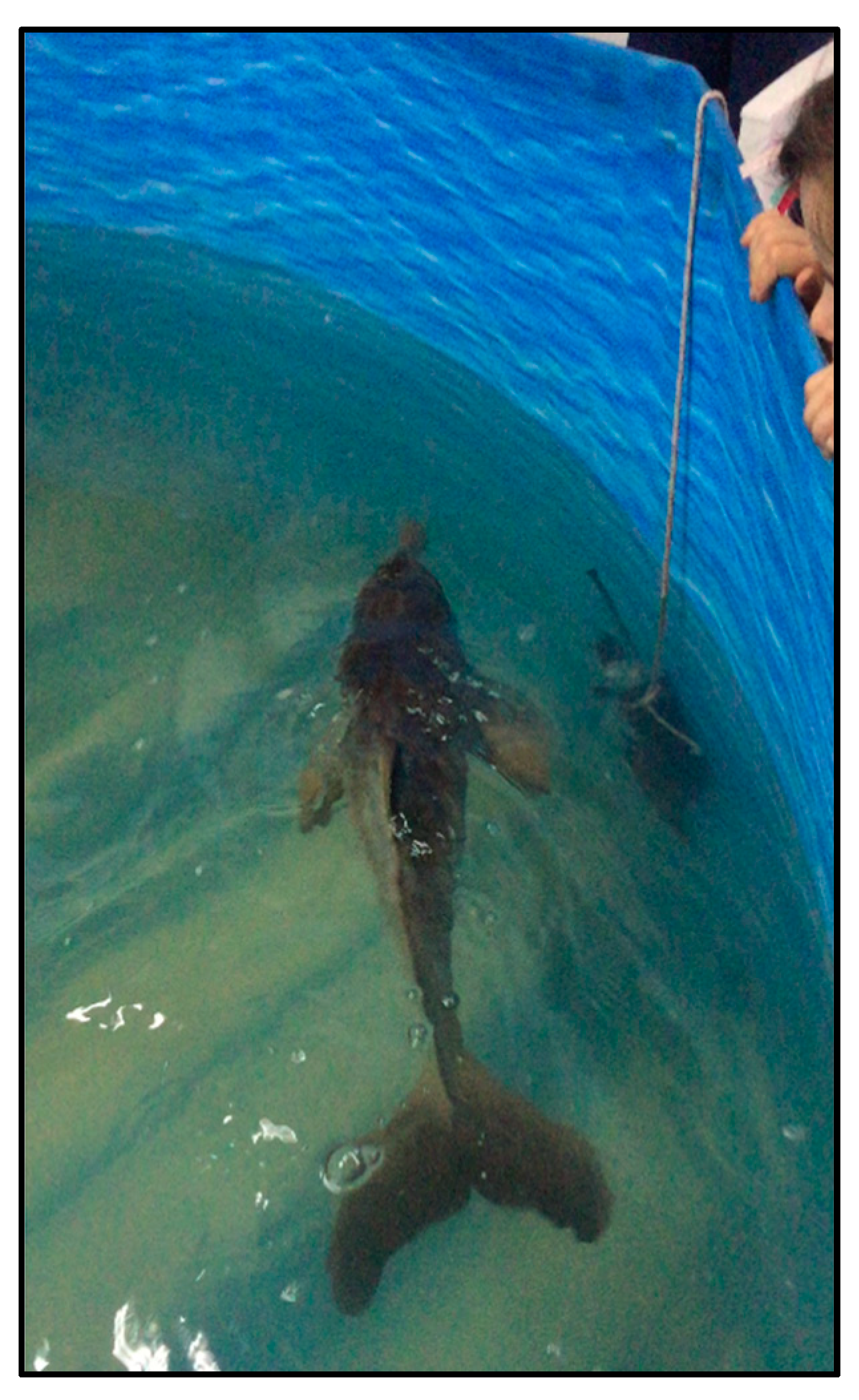 Animals 14 02436 g002