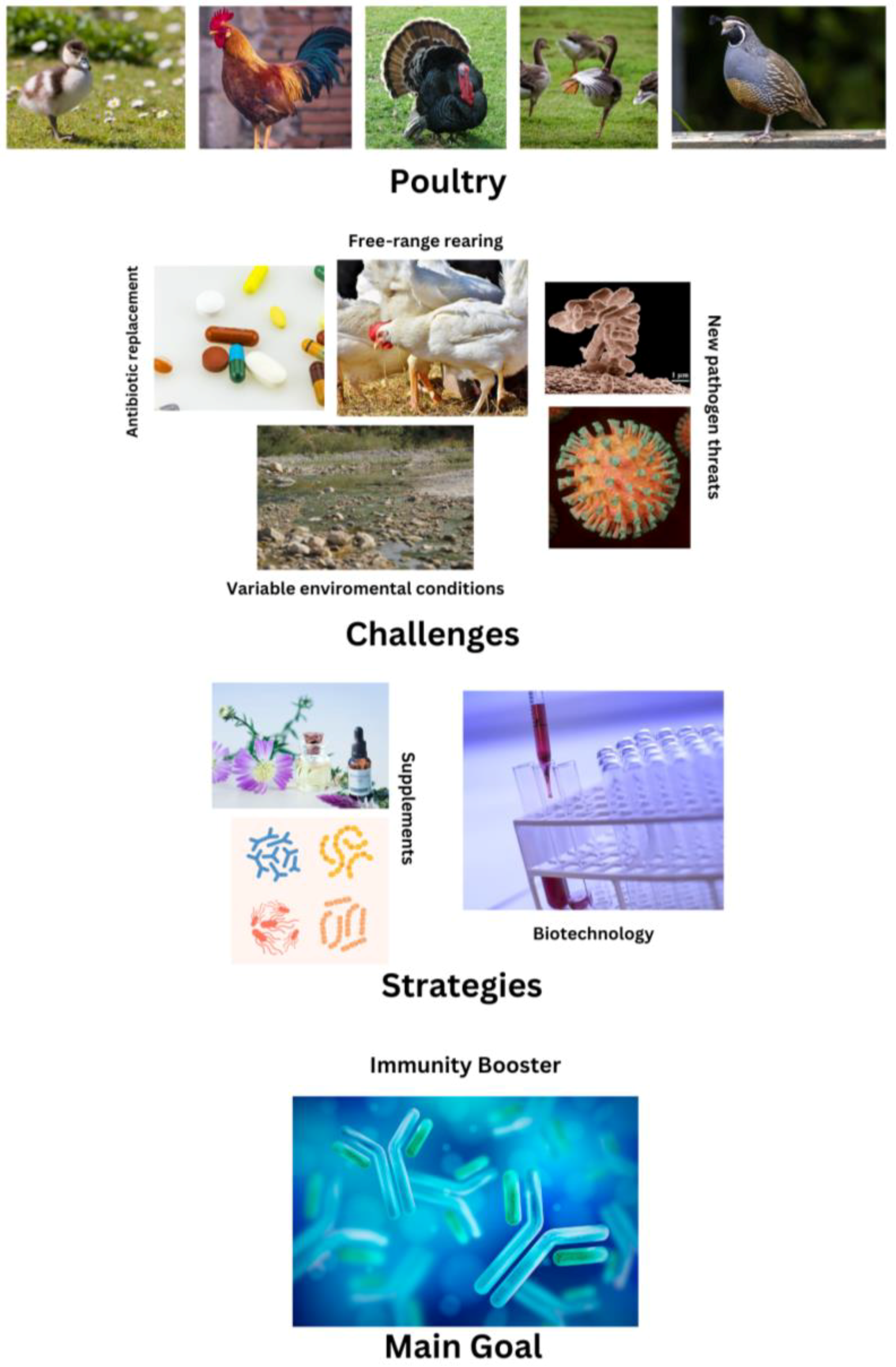 Animals 14 02439 g001