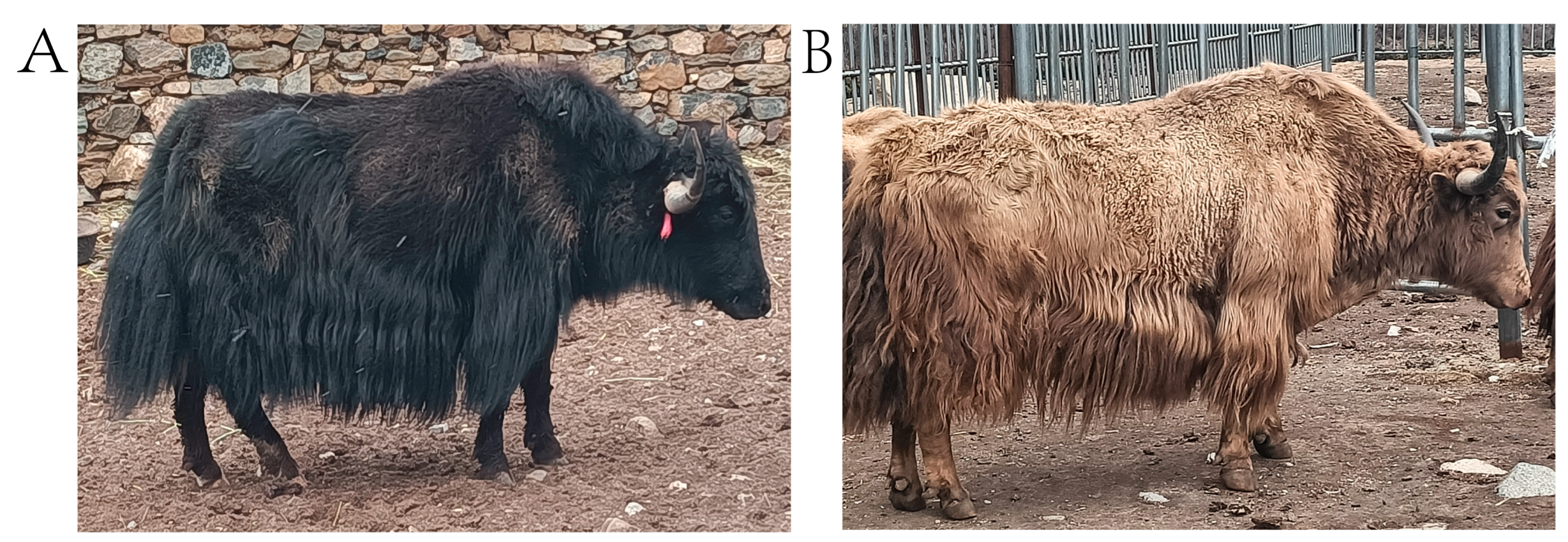 Animals 14 02458 g001