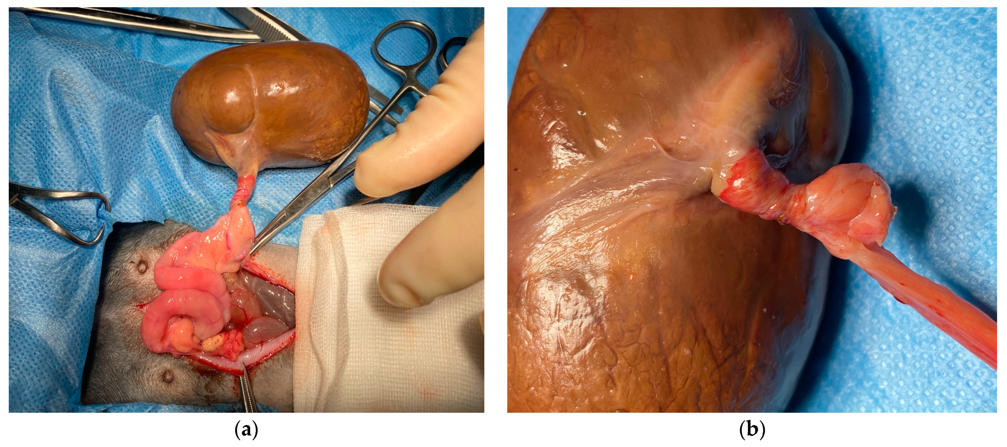 Animals 14 02475 g003