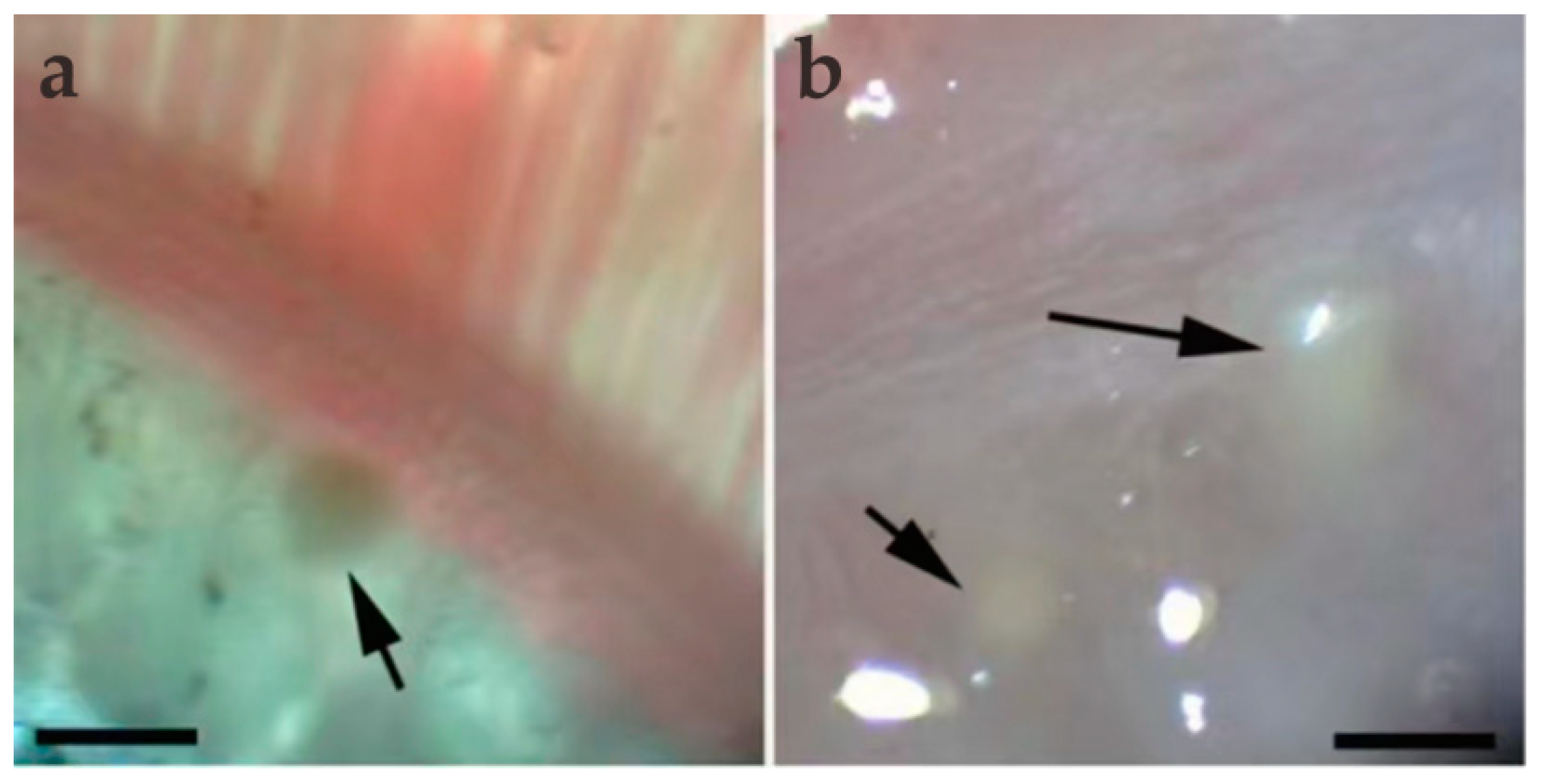 Animals 14 02487 g001