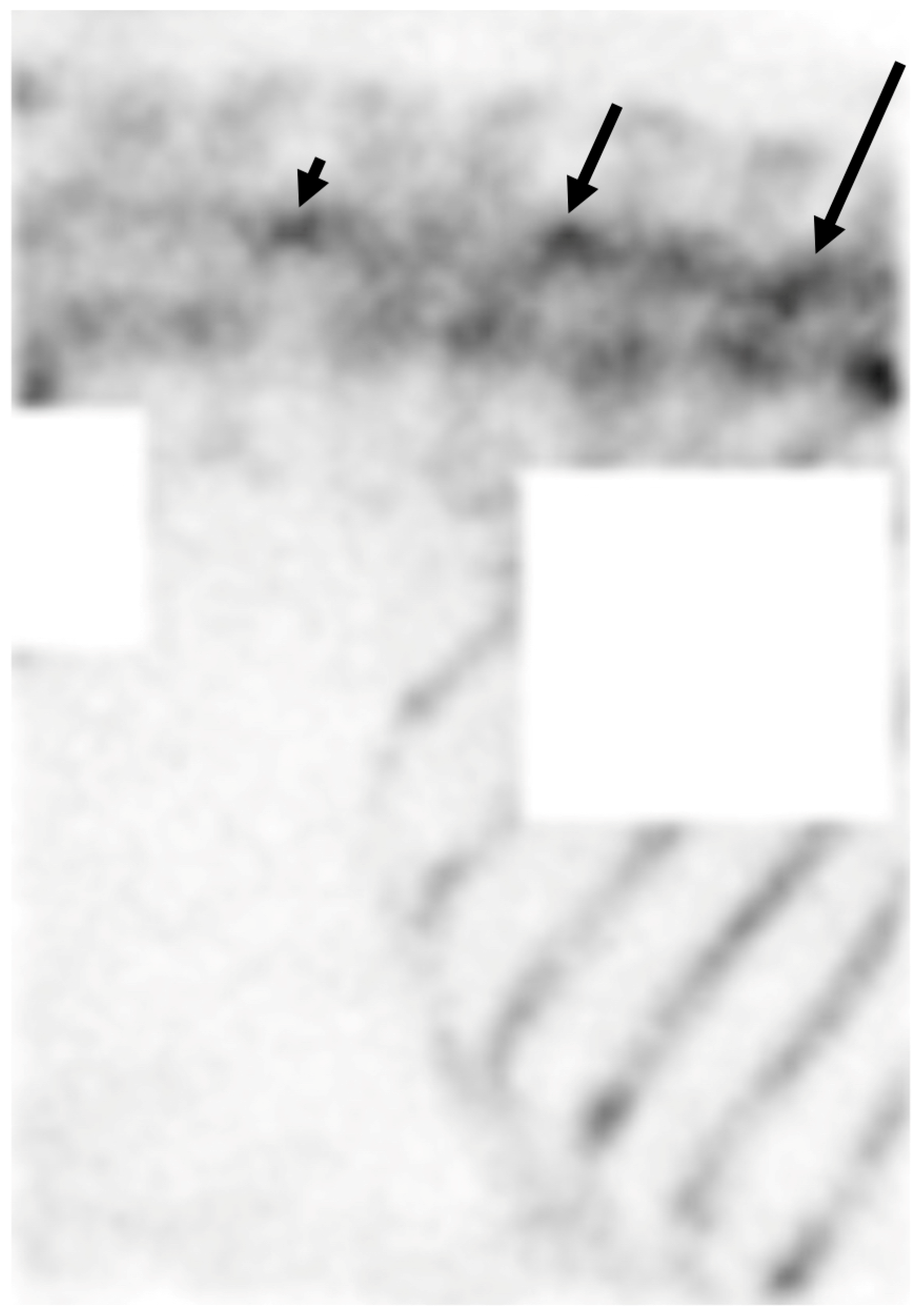 Animals 14 02499 g001