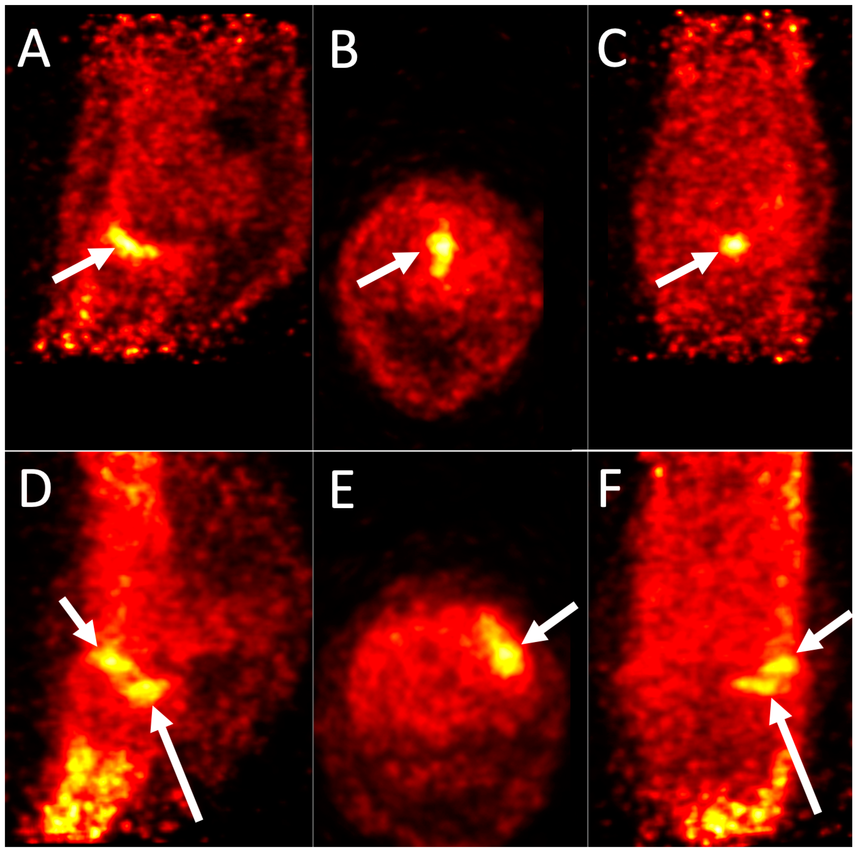 Animals 14 02499 g005