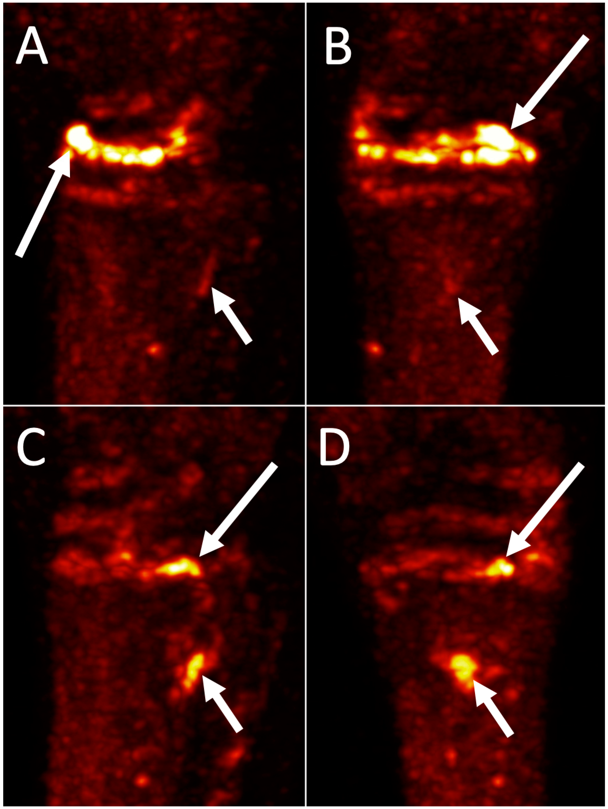 Animals 14 02499 g006