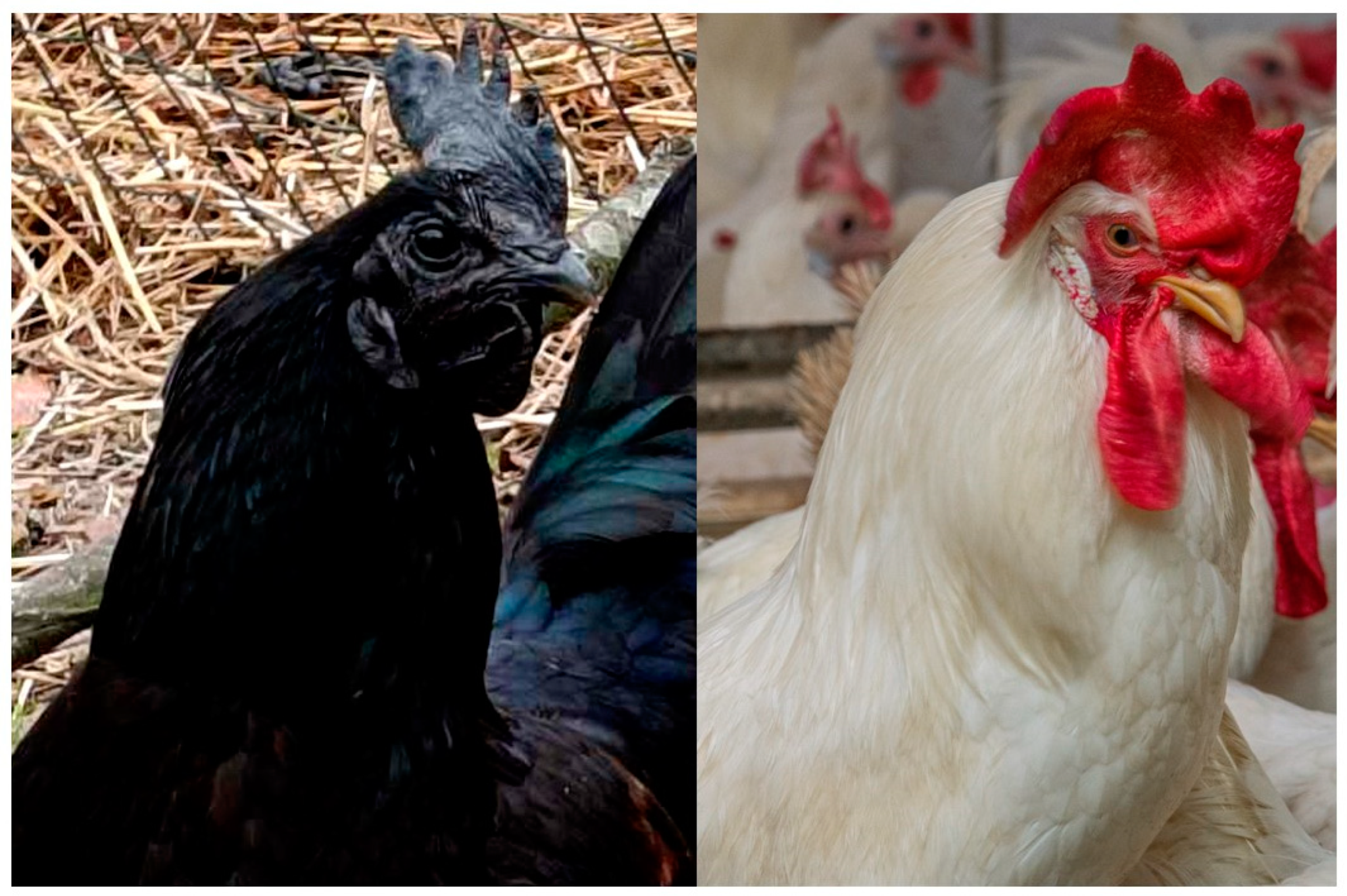 Animals 14 02507 g001