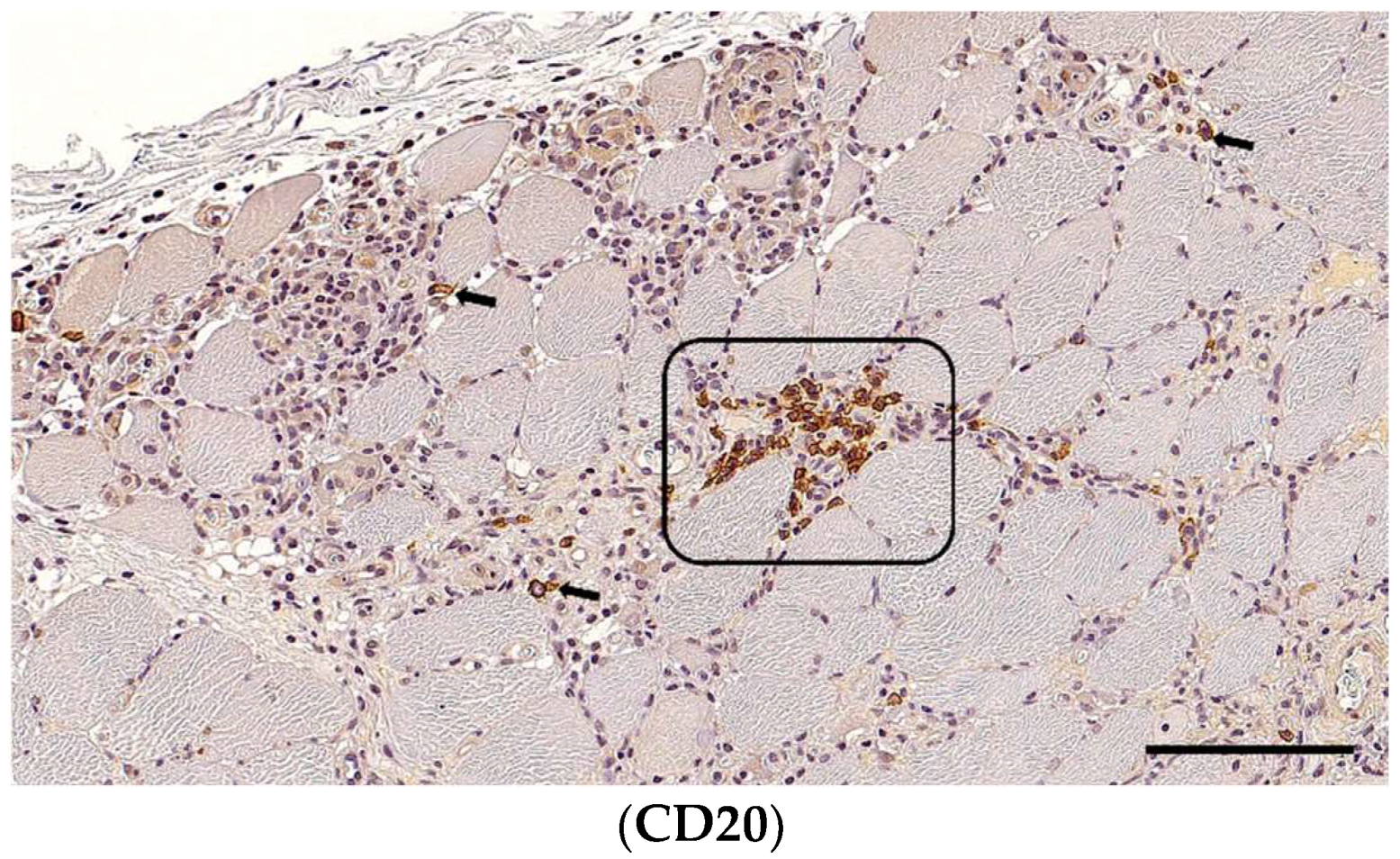 Animals 14 02519 g005