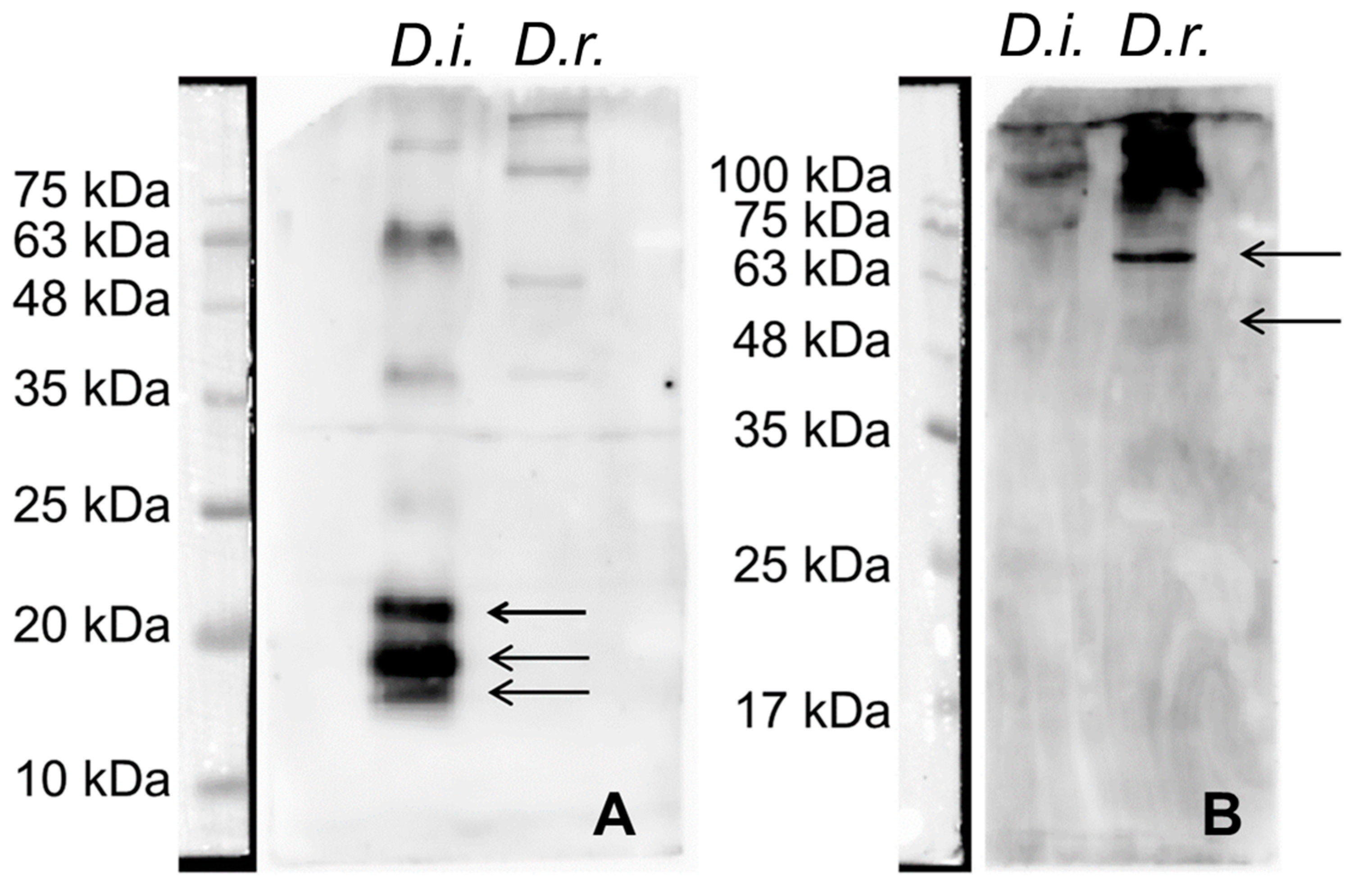 Animals 14 02529 g003
