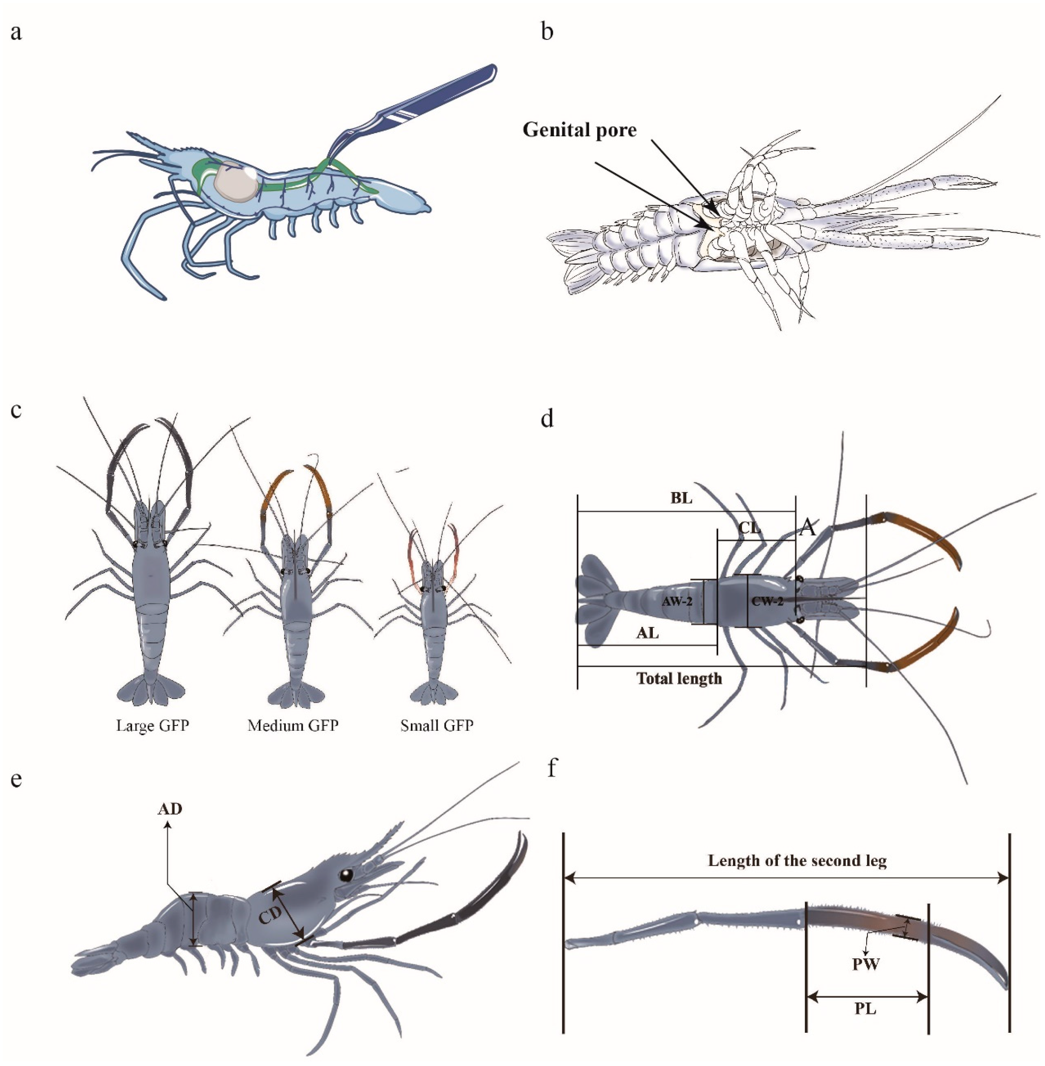 Animals 14 02539 g001