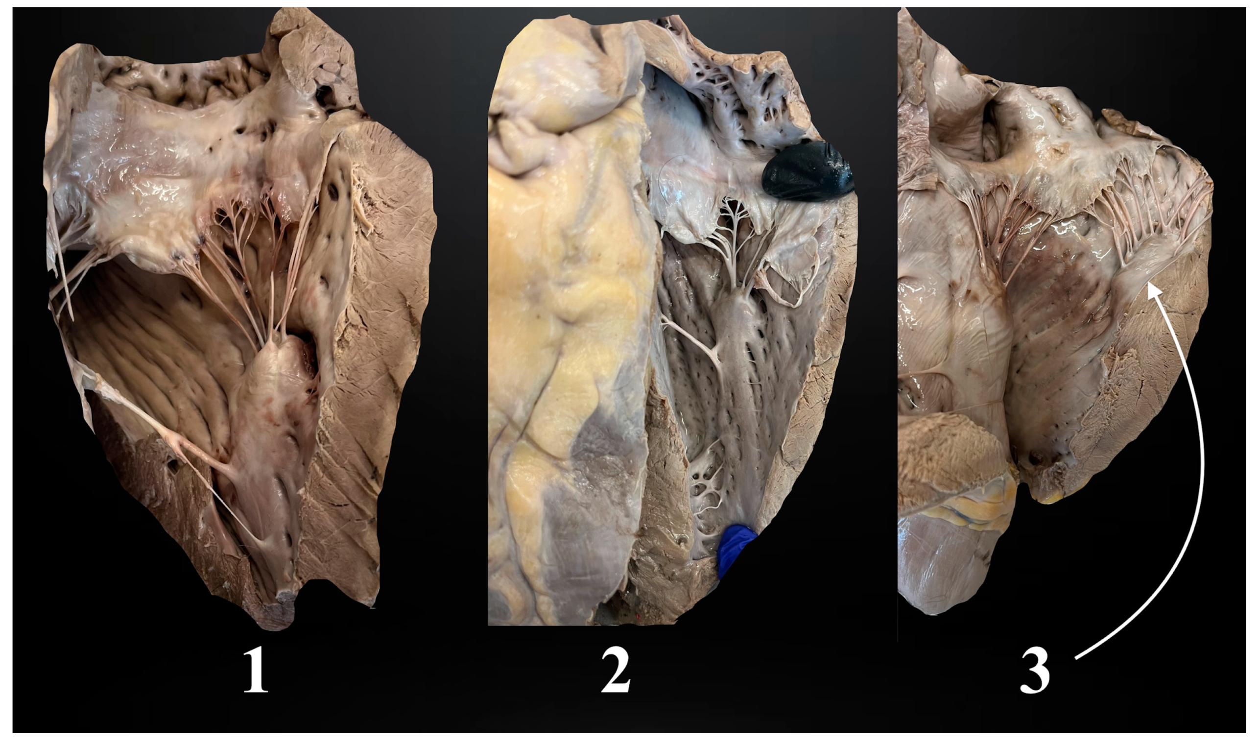 Animals 14 02563 g001