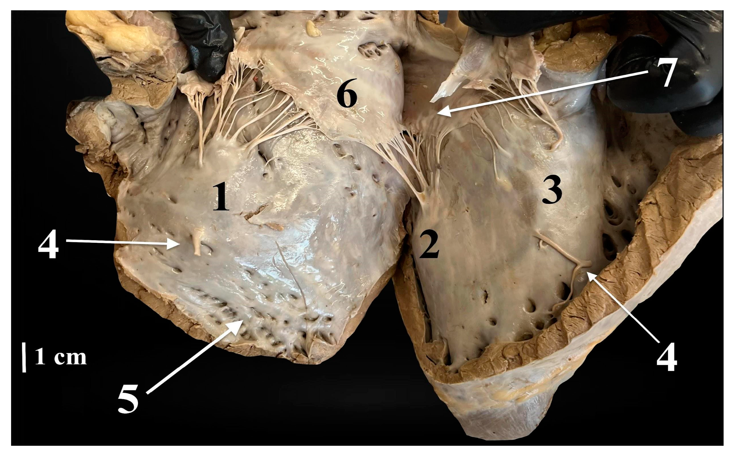 Animals 14 02563 g002