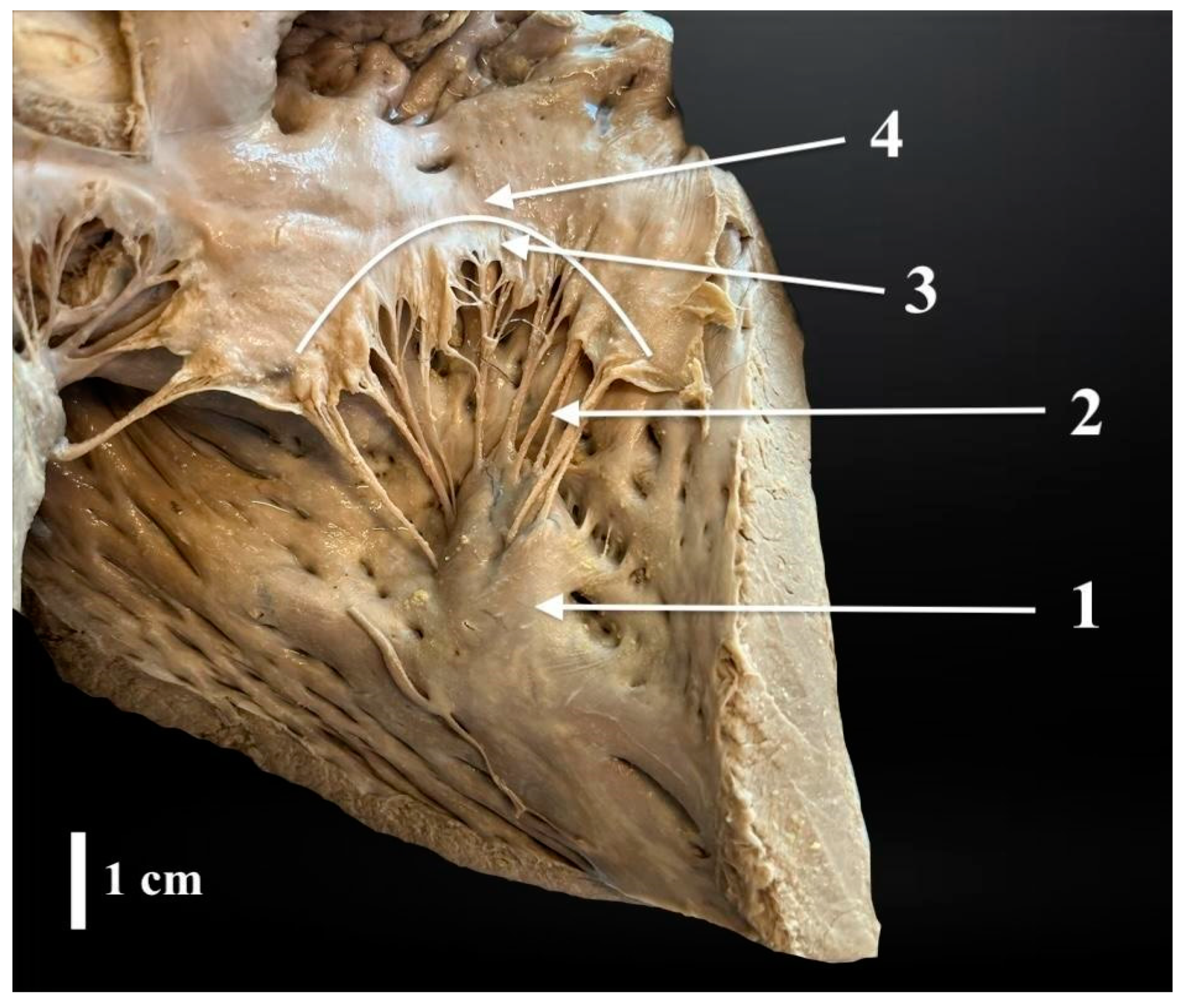 Animals 14 02563 g003