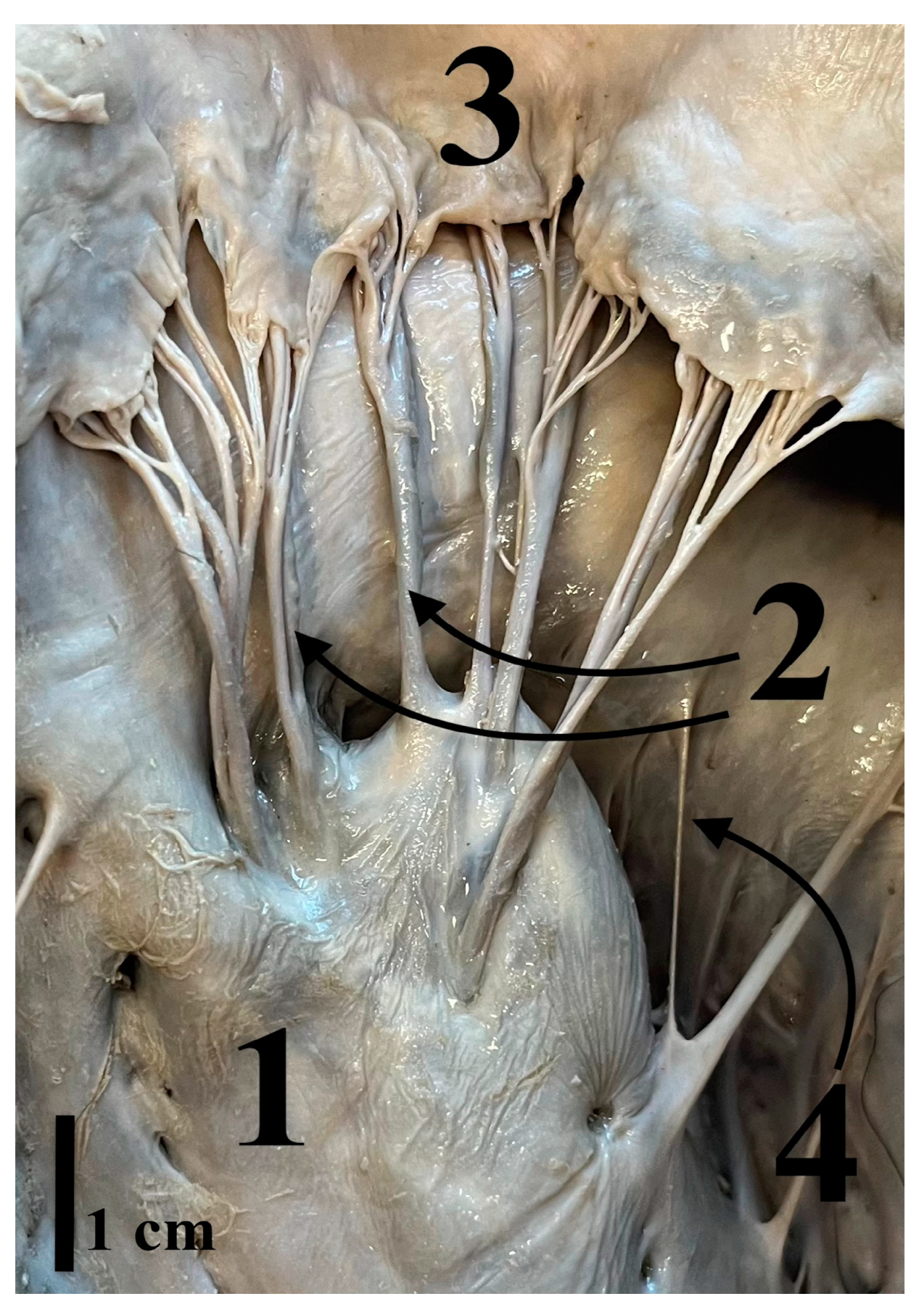 Animals 14 02563 g004