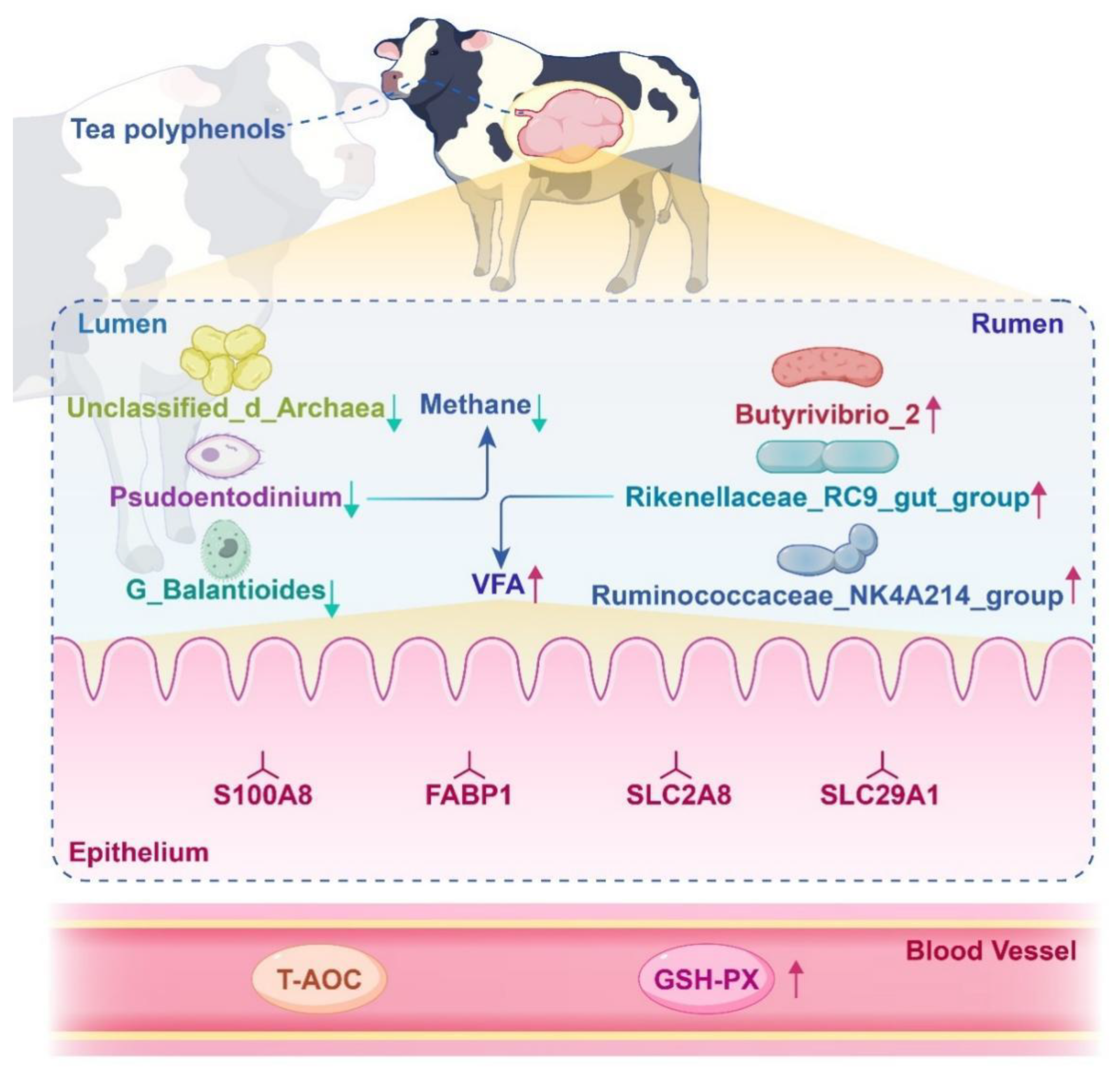 Animals 14 02569 g011