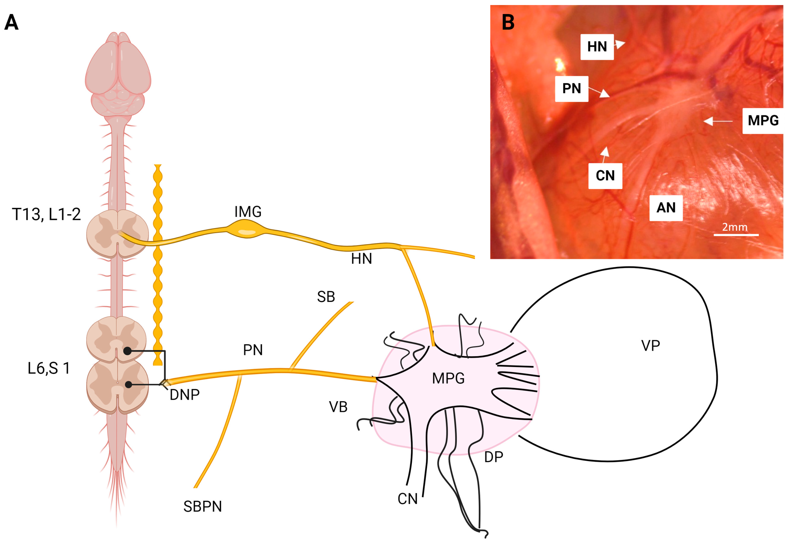 Animals 14 02570 g001