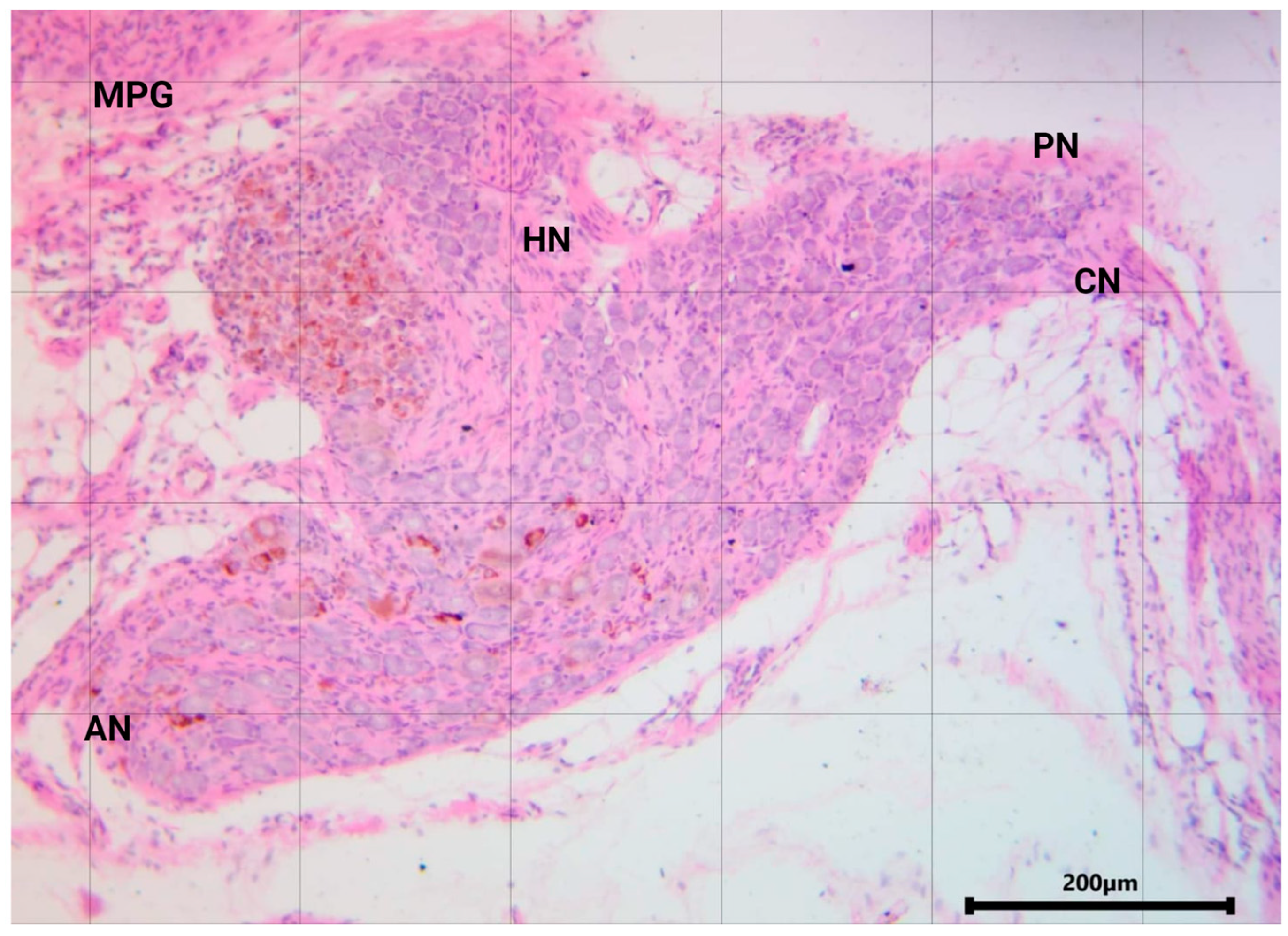 Animals 14 02570 g002