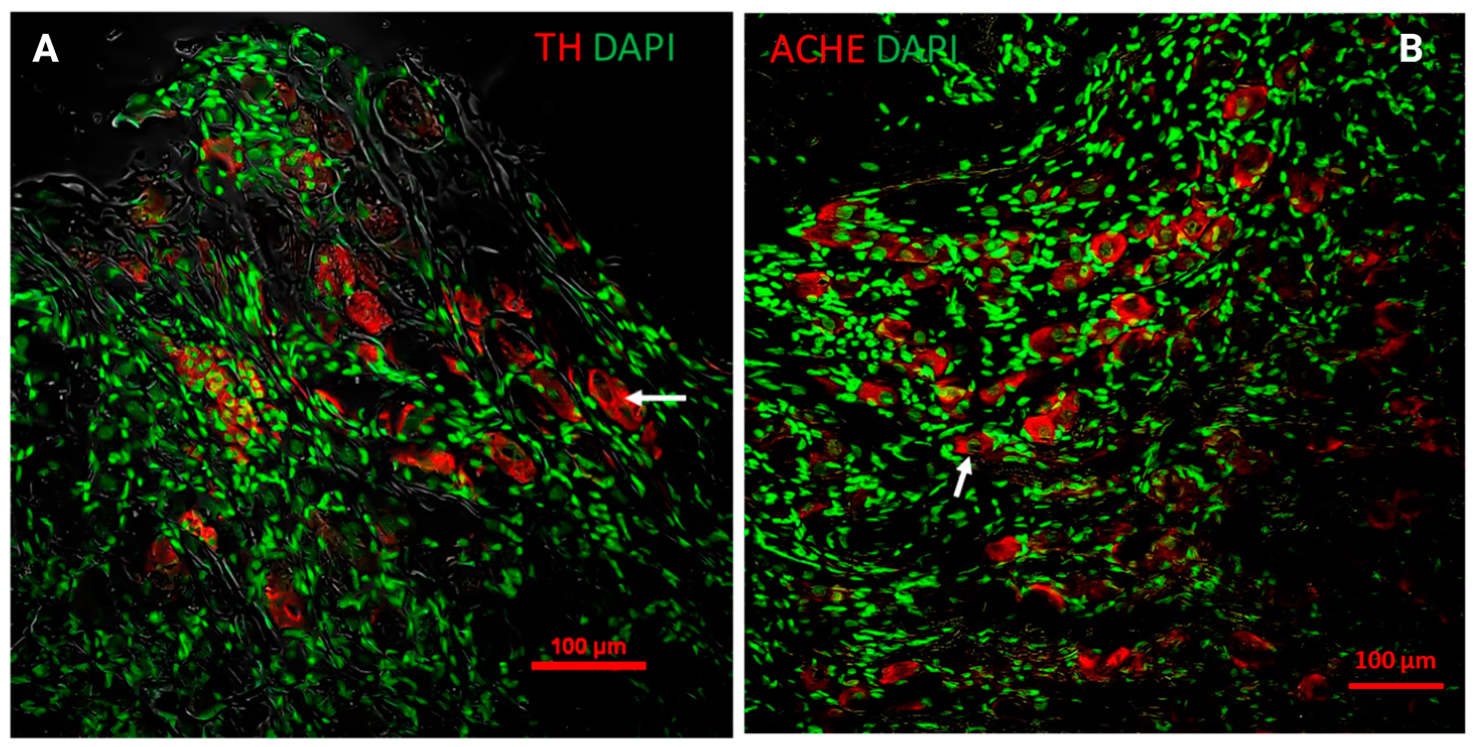 Animals 14 02570 g003