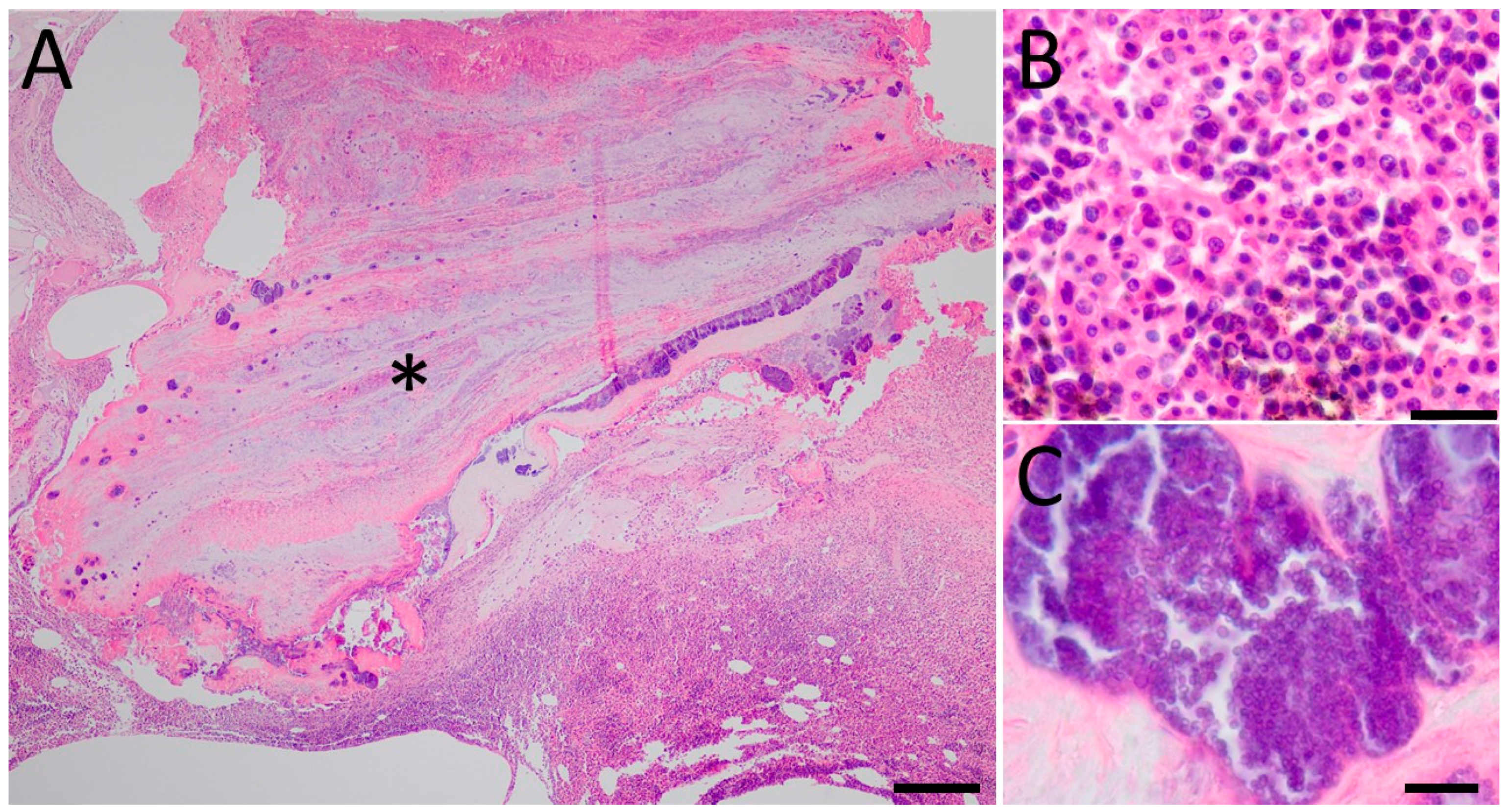 Animals 14 02574 g002