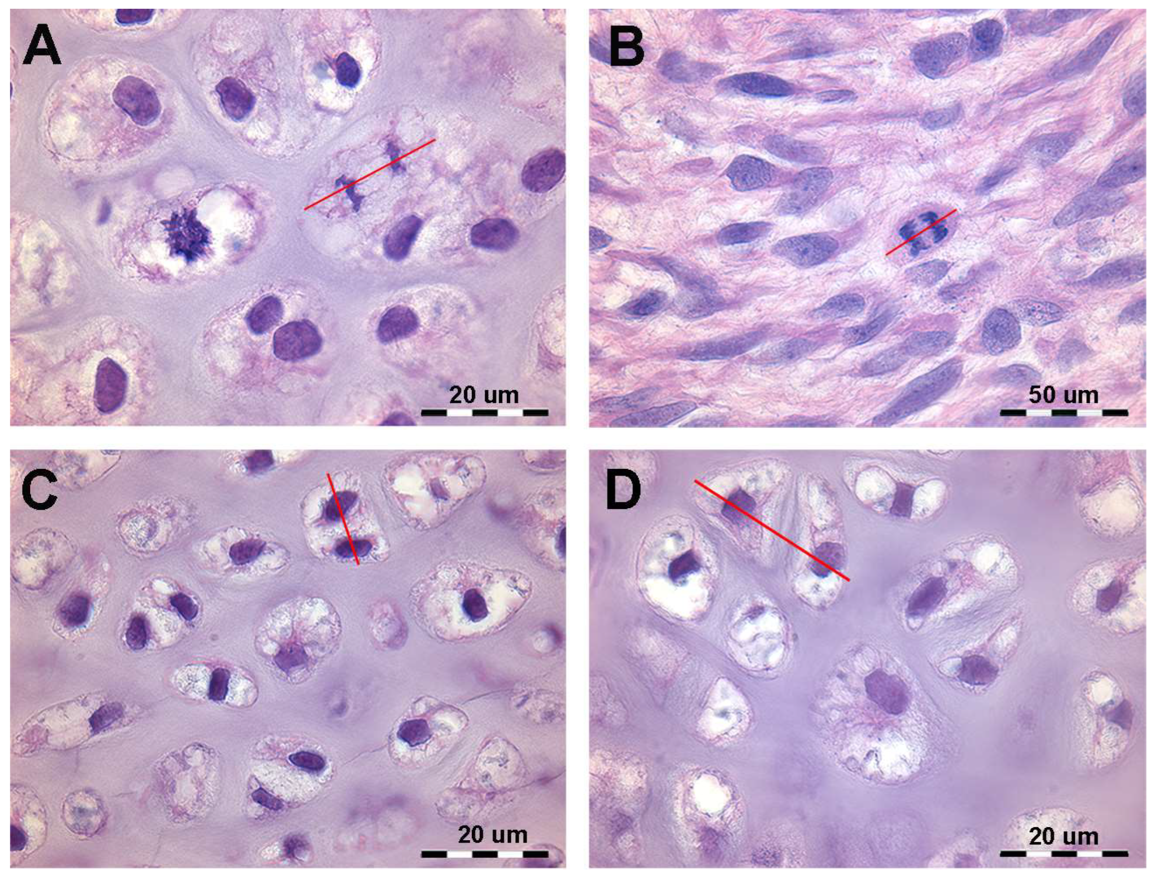 Animals 14 02575 g001 Animals 14 02575 g001