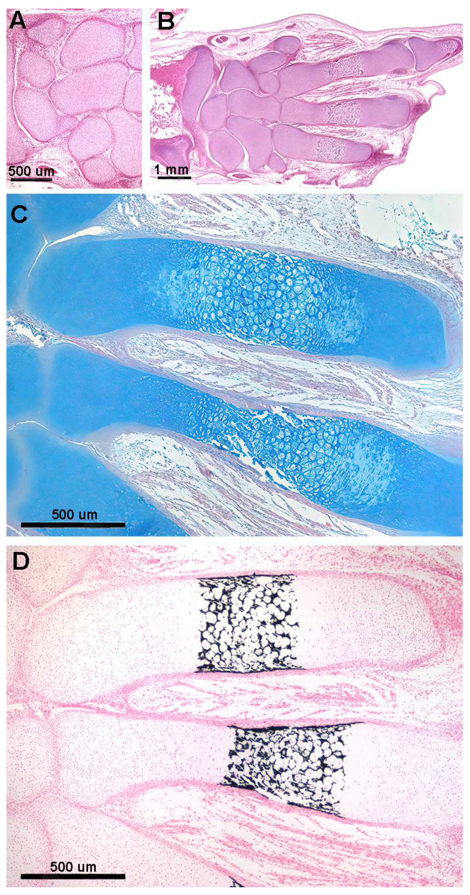 Animals 14 02575 g002 Animals 14 02575 g002