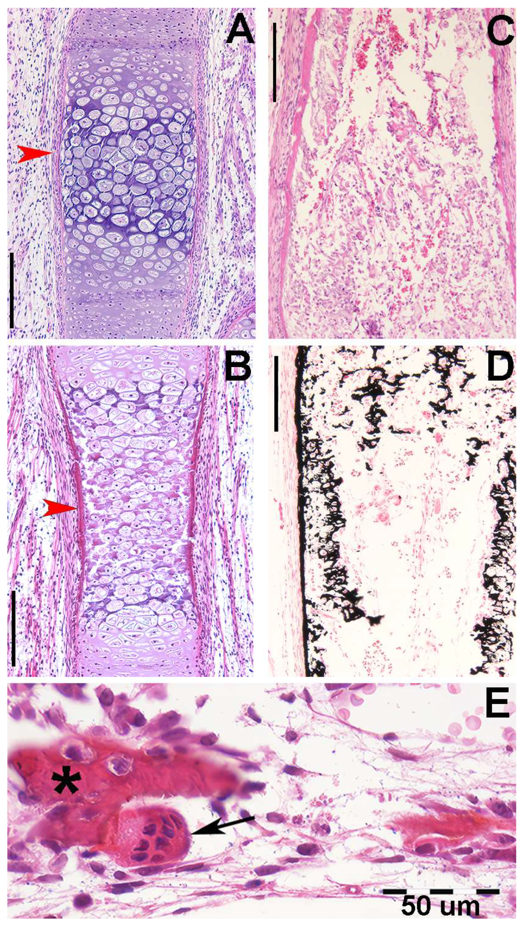 Animals 14 02575 g003 Animals 14 02575 g003