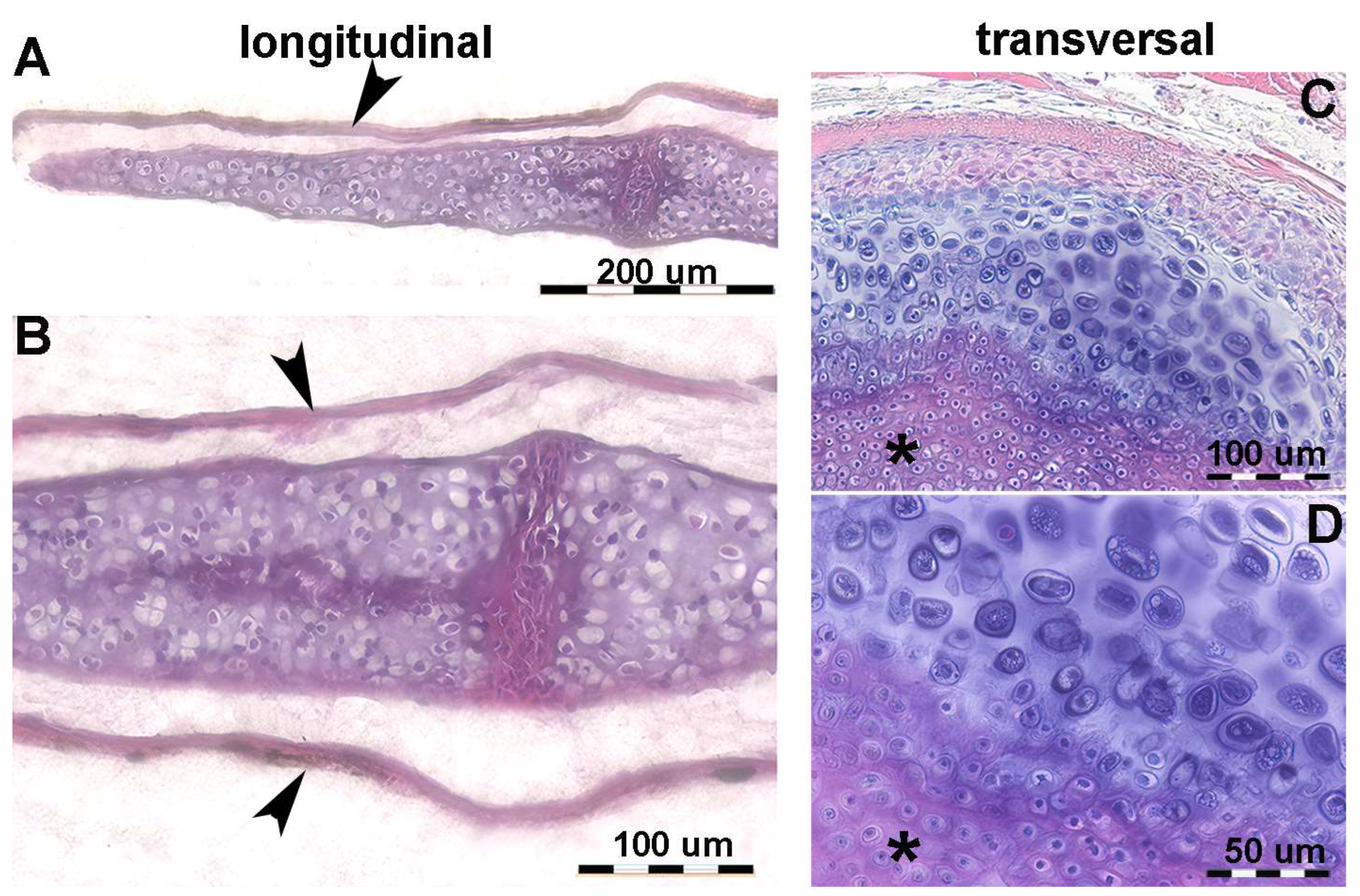 Animals 14 02575 g004 Animals 14 02575 g004