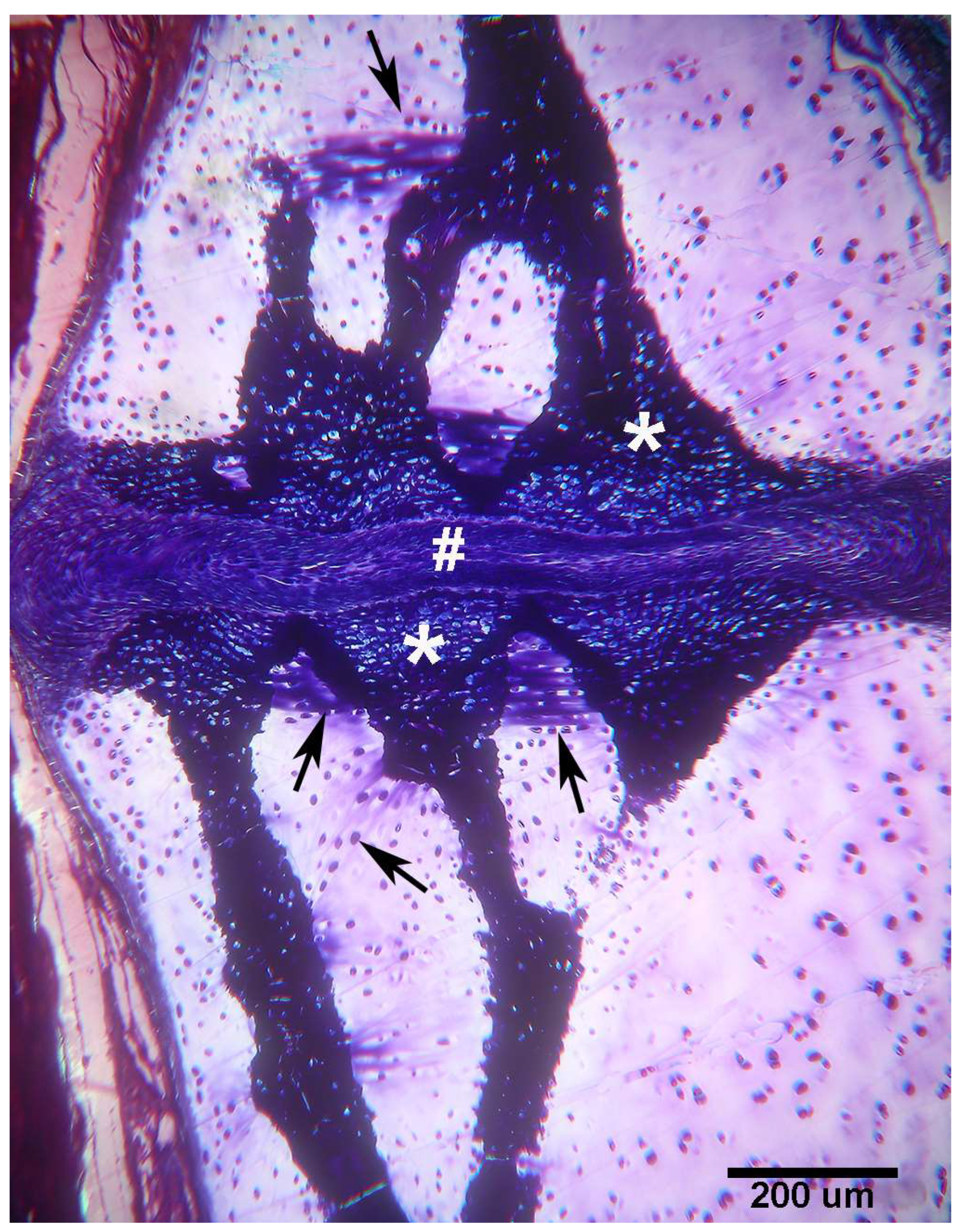 Animals 14 02575 g005 Animals 14 02575 g005