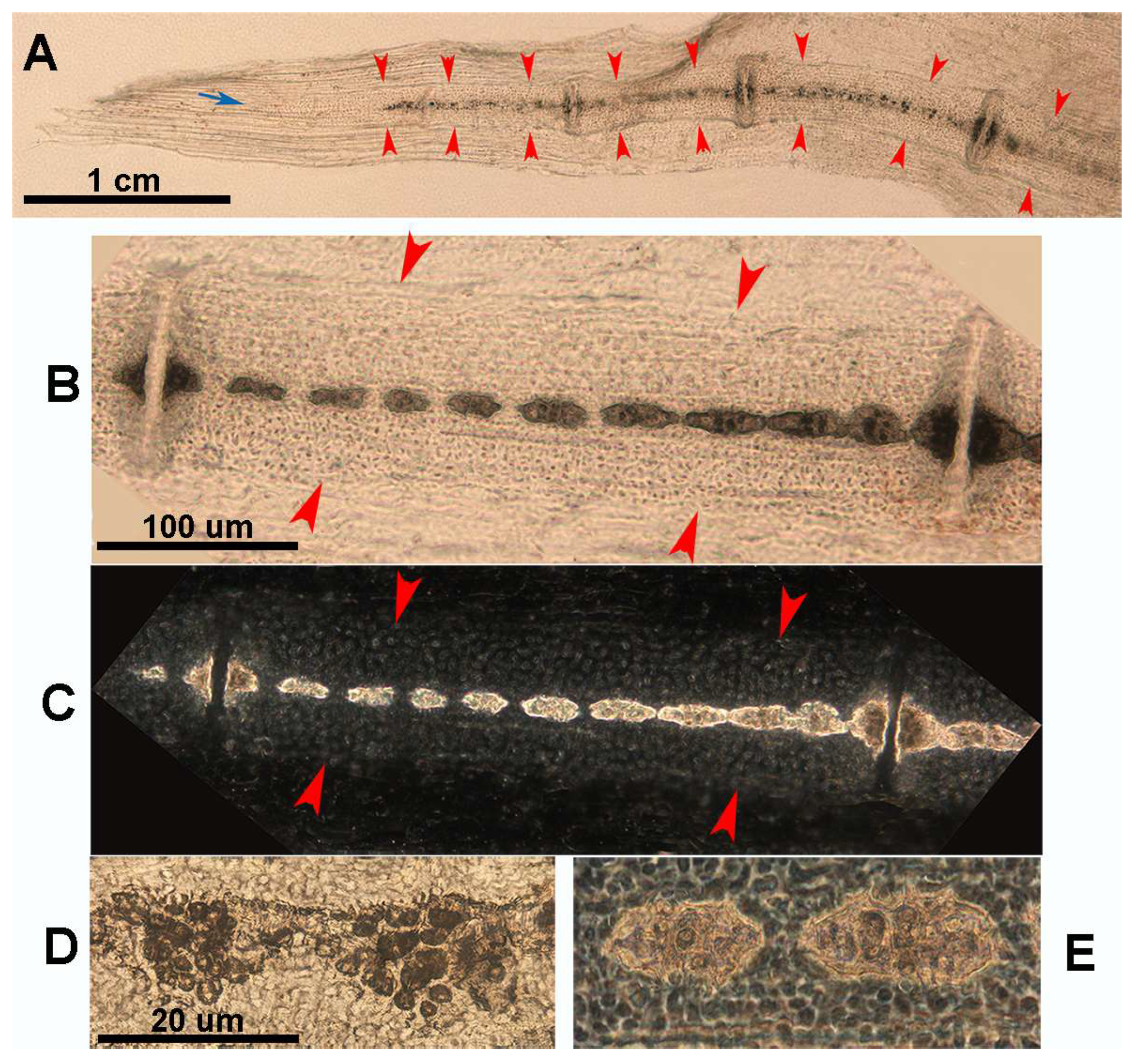 Animals 14 02575 g008 Animals 14 02575 g008