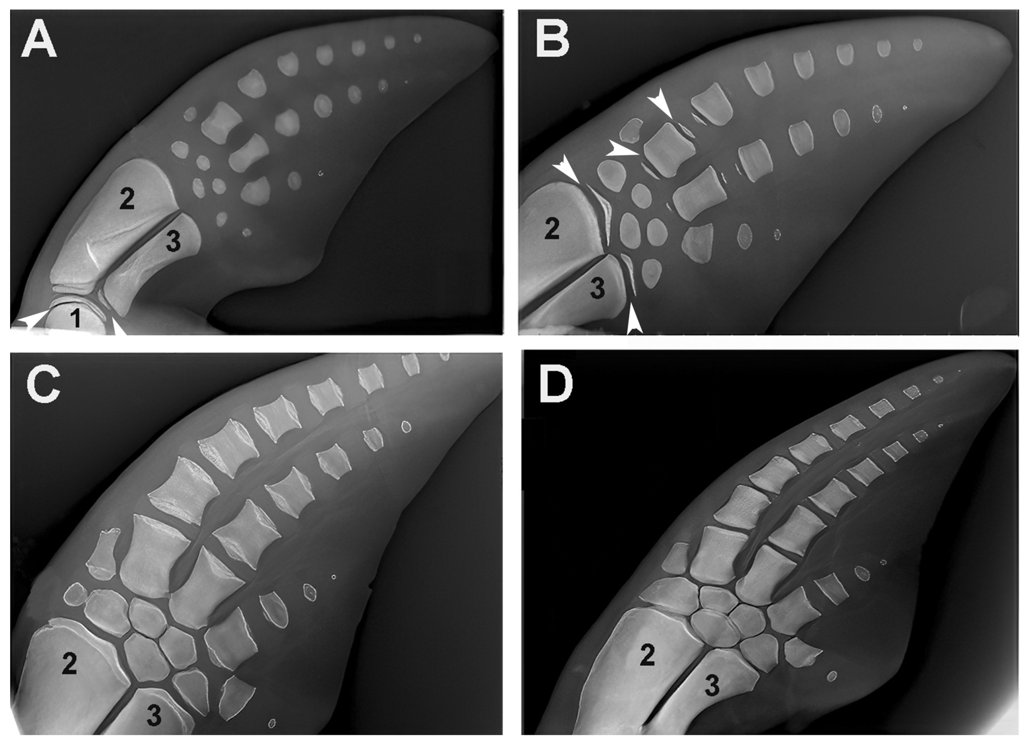Animals 14 02575 g010 Animals 14 02575 g010