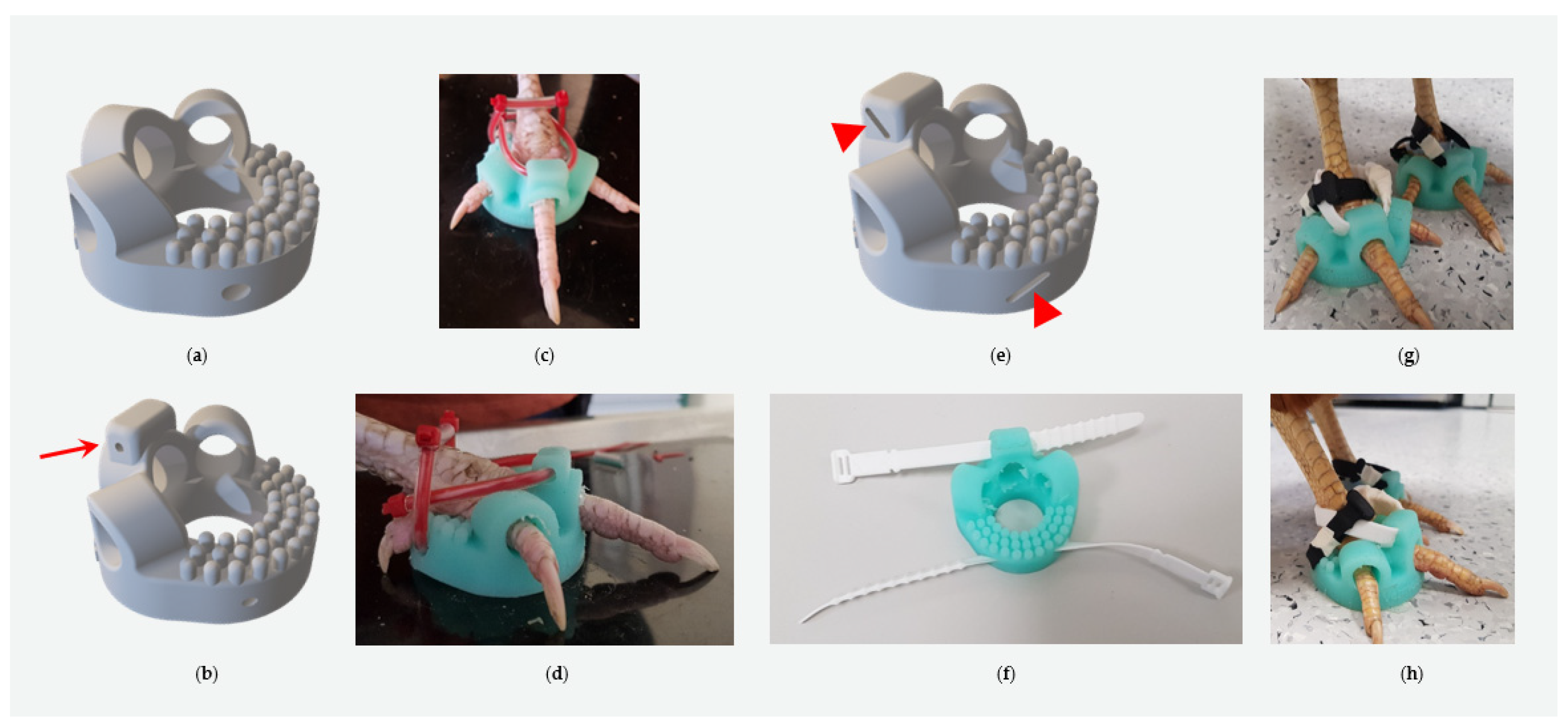 Animals 14 02581 g003