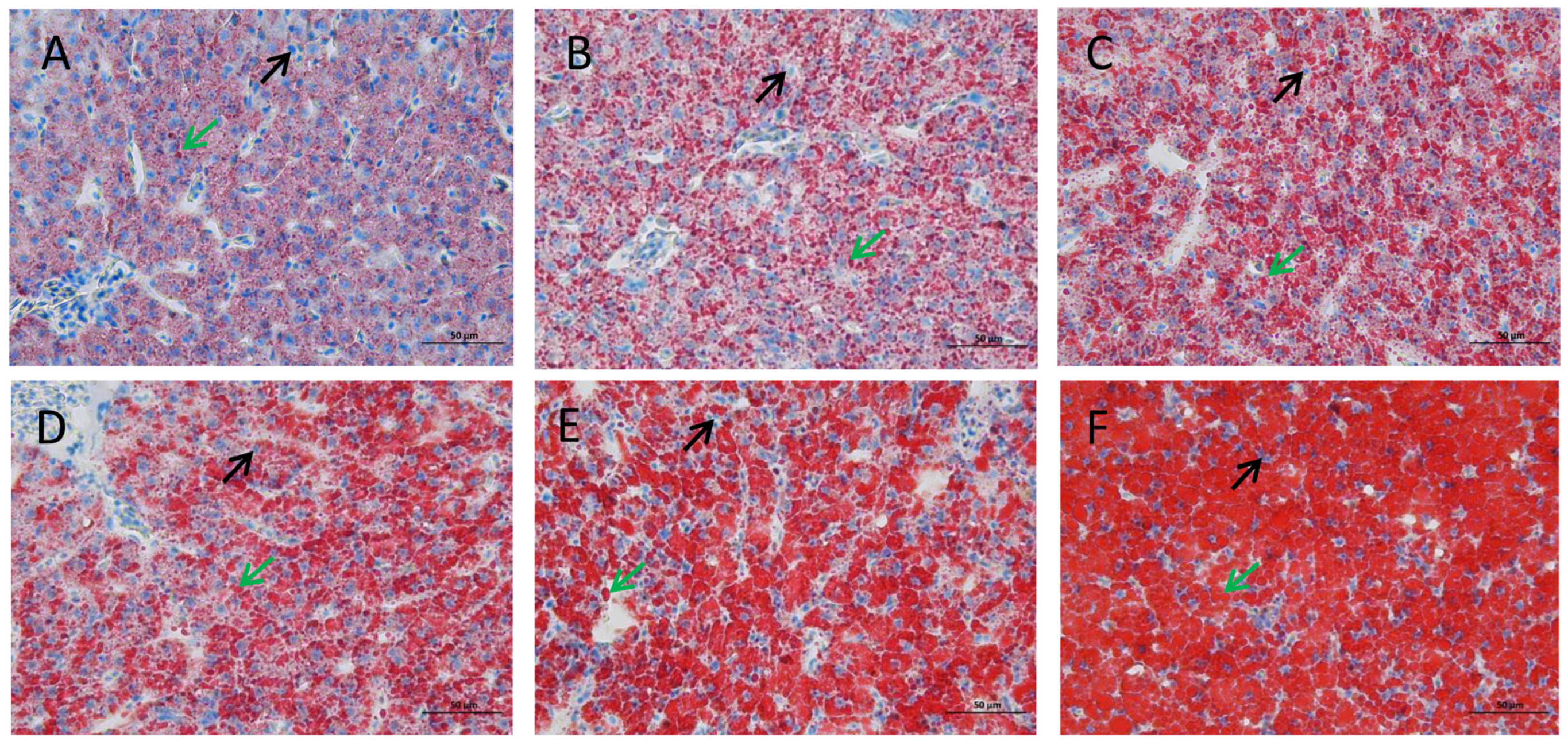 Animals 14 02583 g002