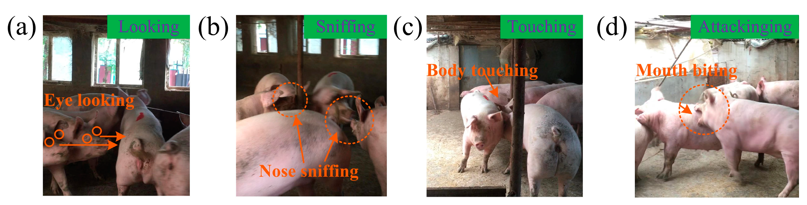 Animals 14 02595 g002