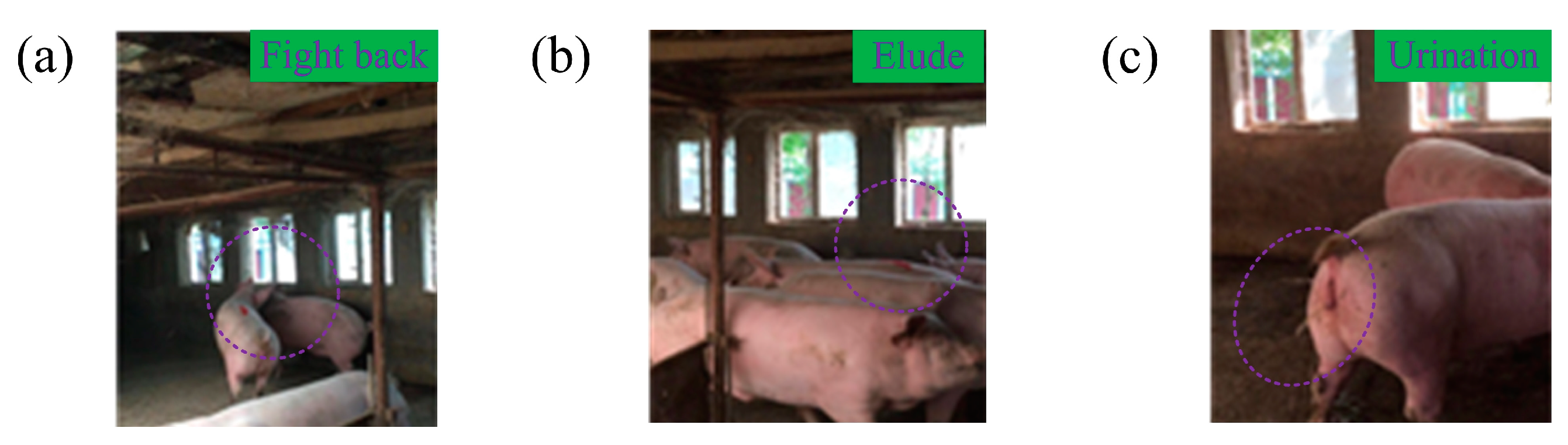 Animals 14 02595 g003