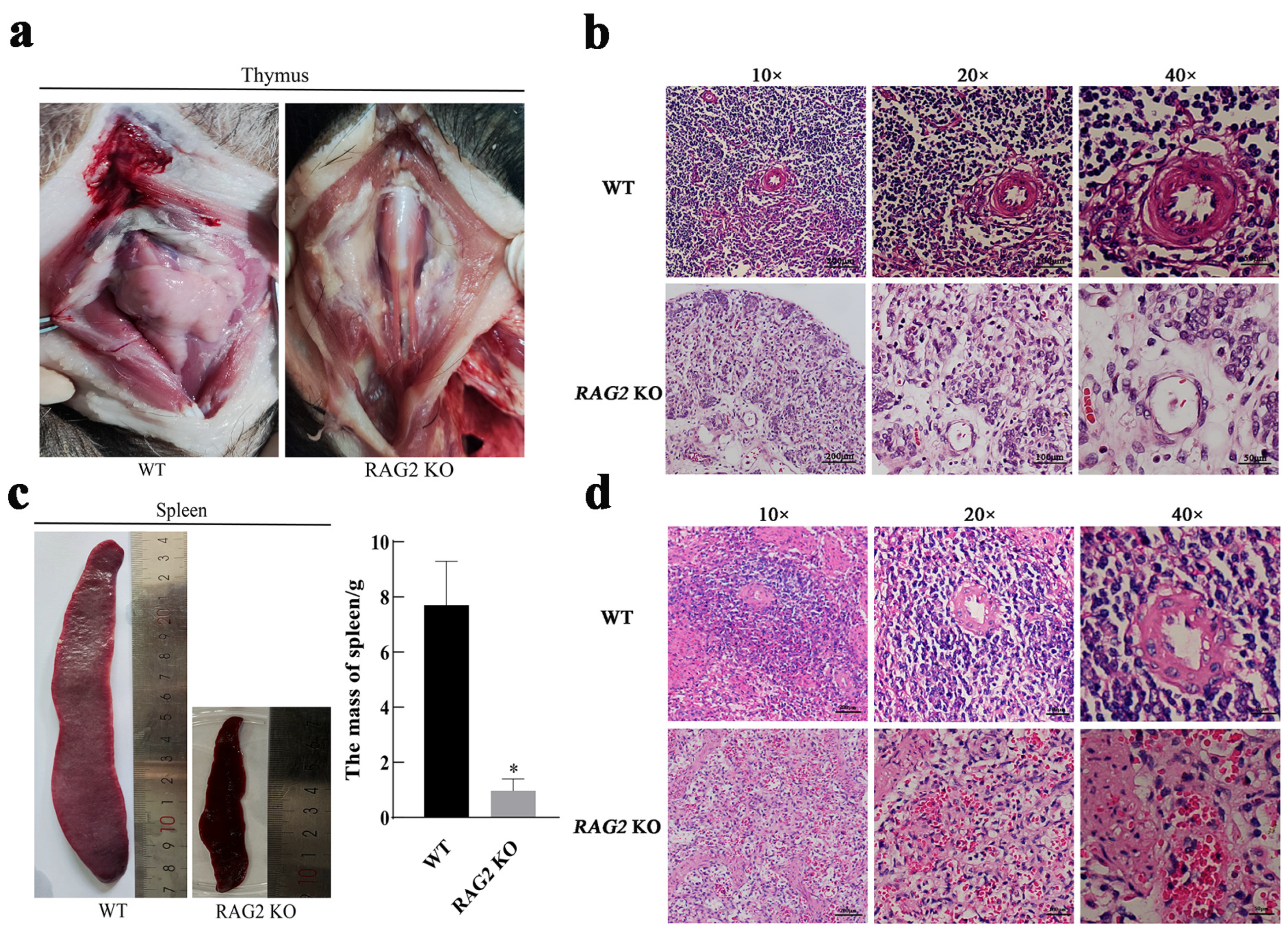 Animals 14 02597 g002