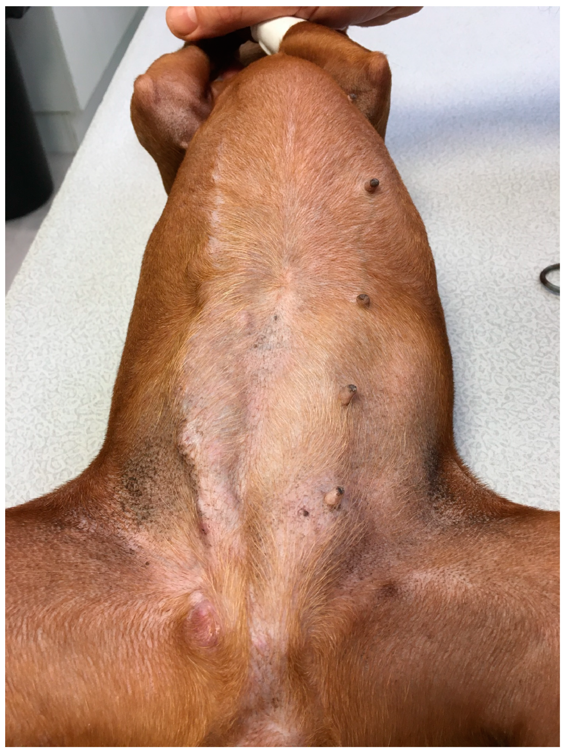 Animals 14 02618 g001