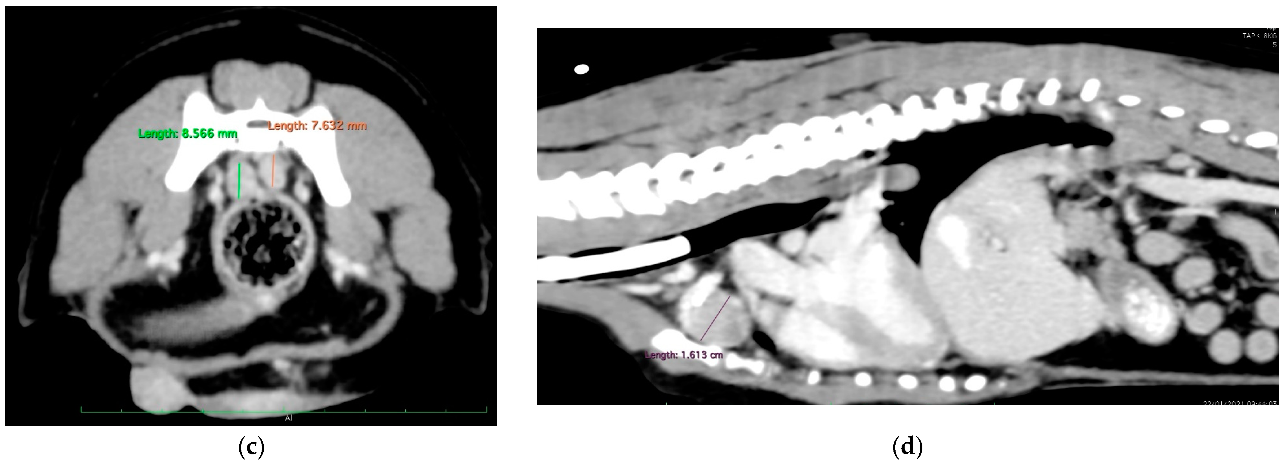 Animals 14 02618 g002b