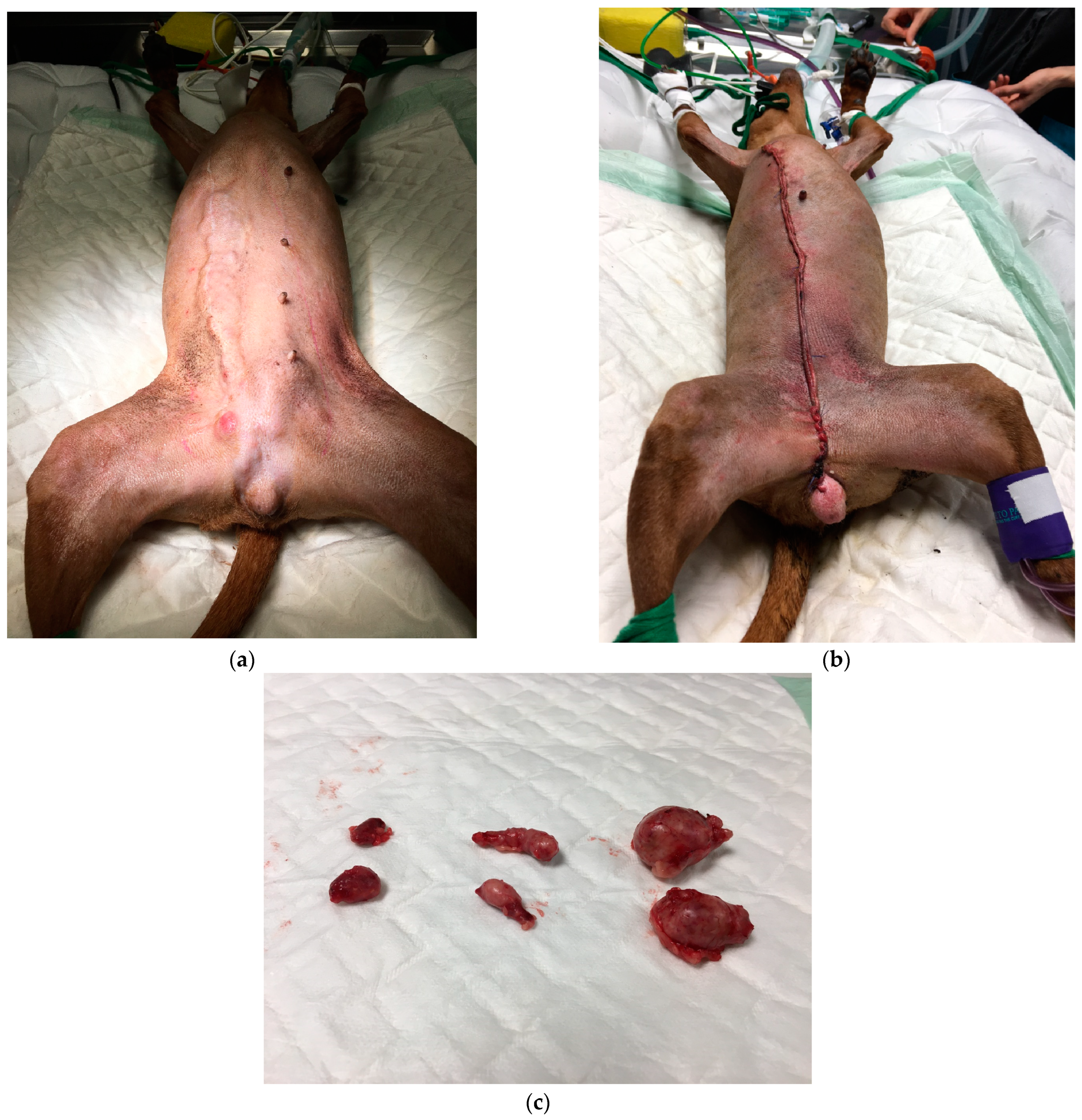 Animals 14 02618 g004