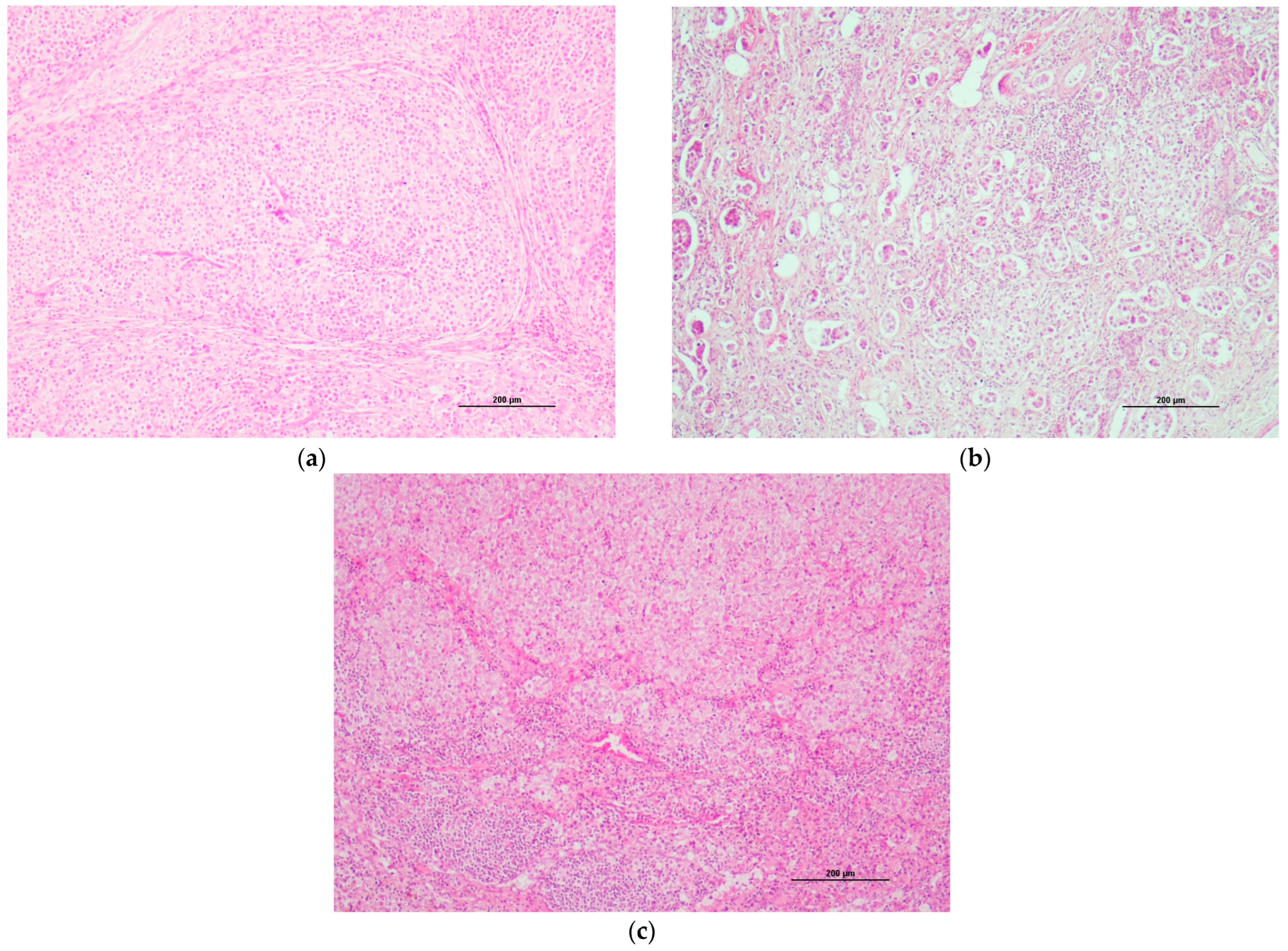 Animals 14 02618 g005