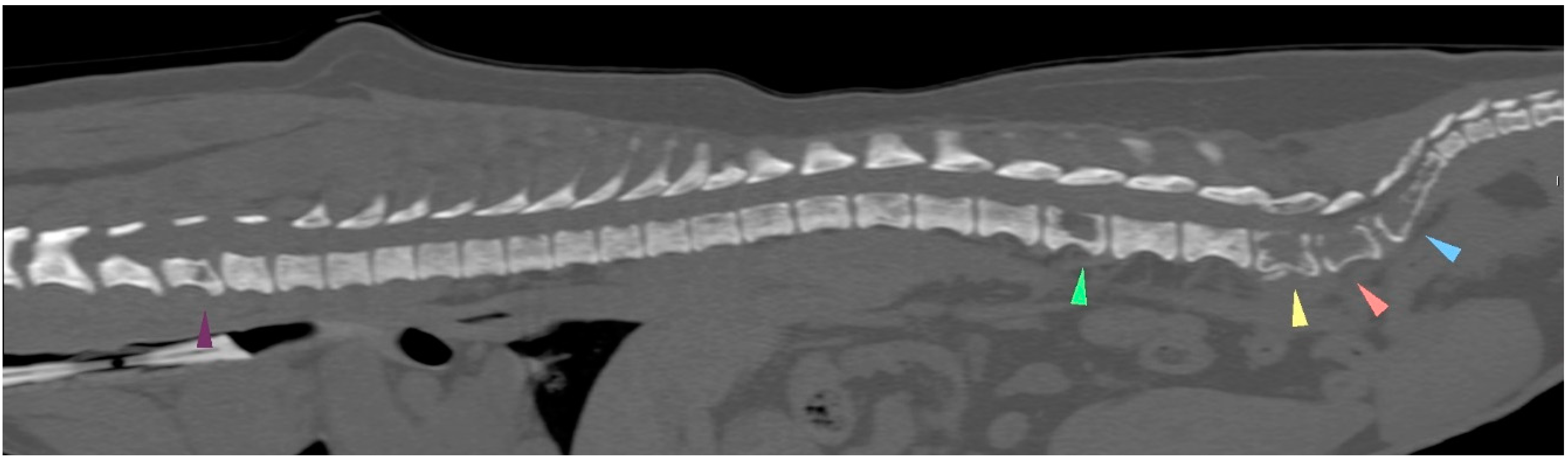 Animals 14 02618 g006