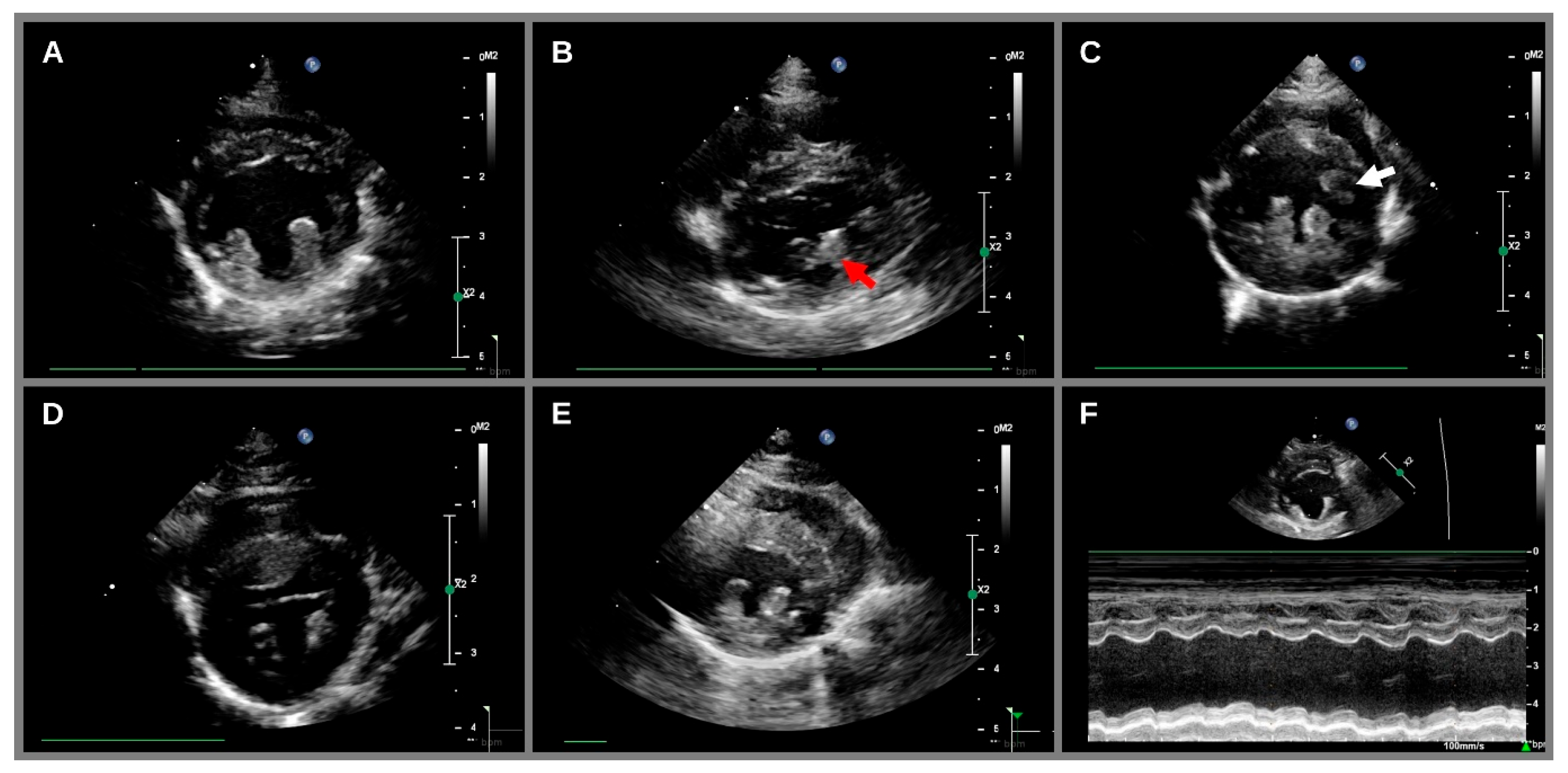 Animals 14 02629 g002