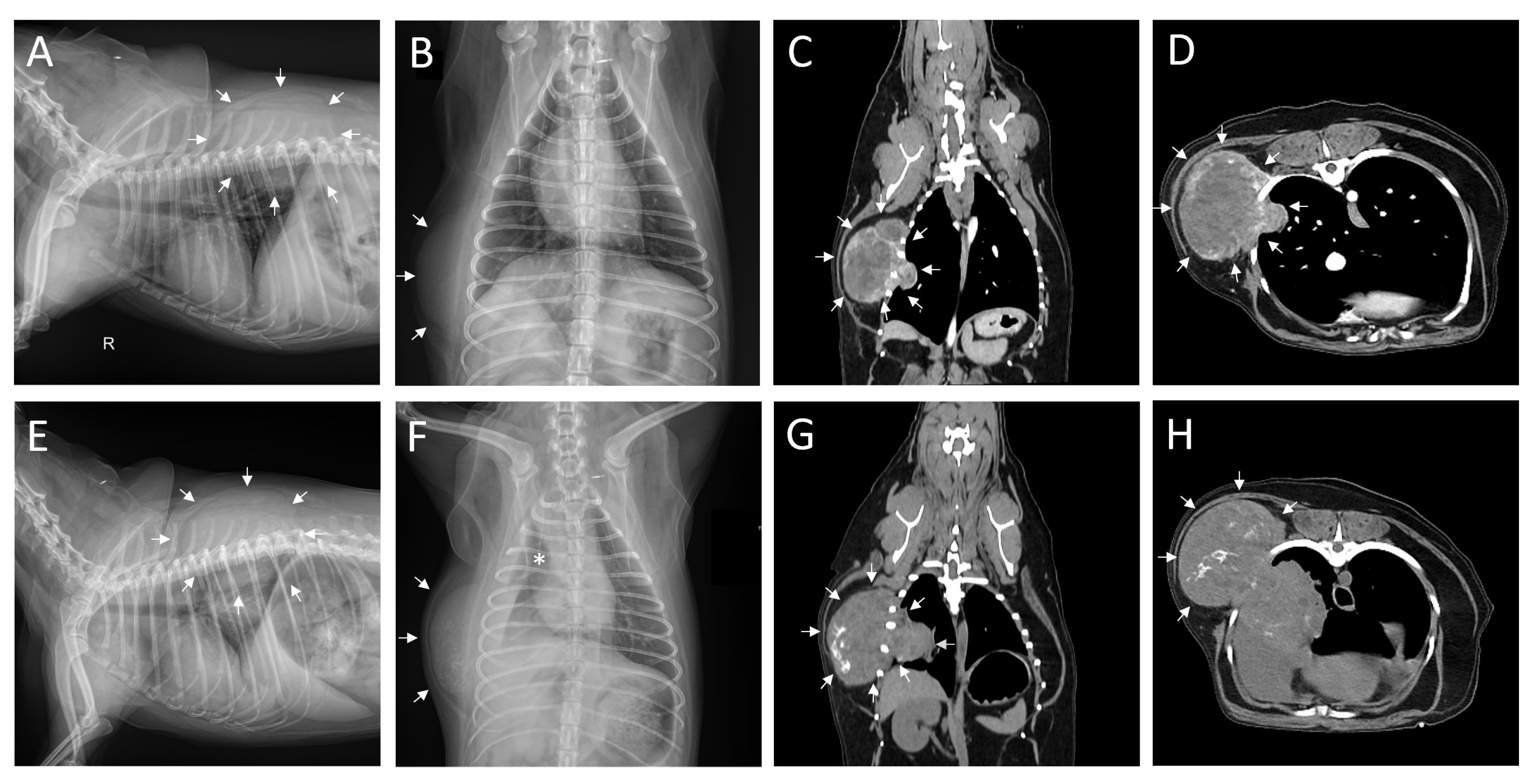 Animals 14 02635 g001