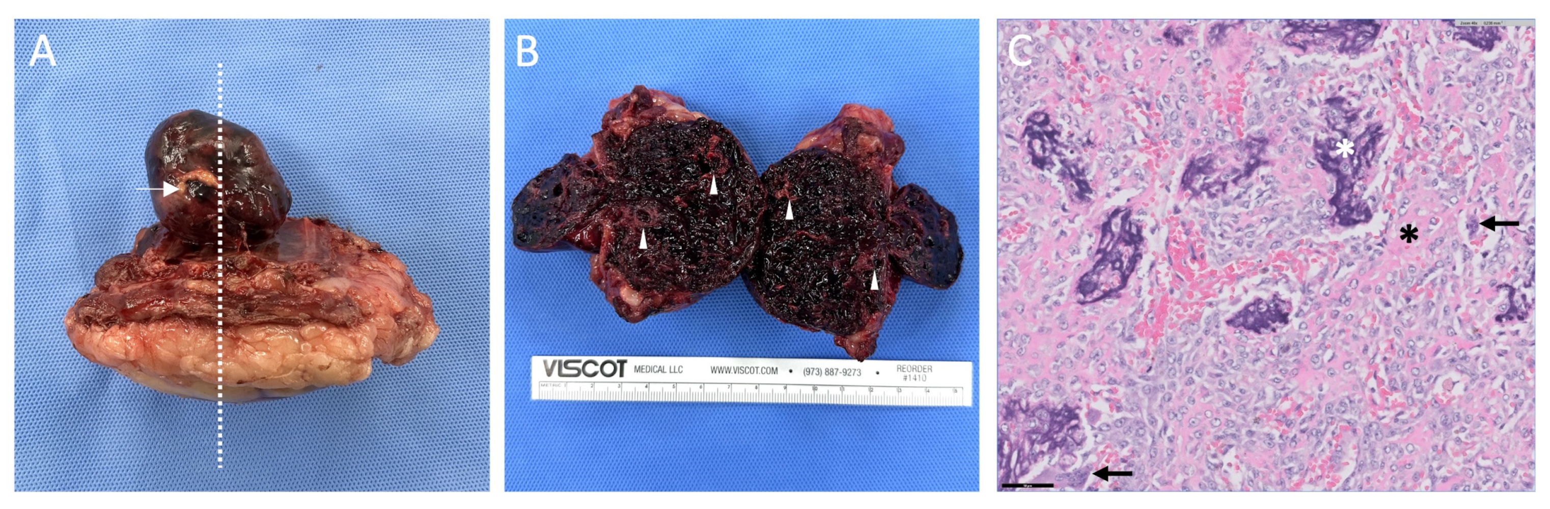 Animals 14 02635 g003