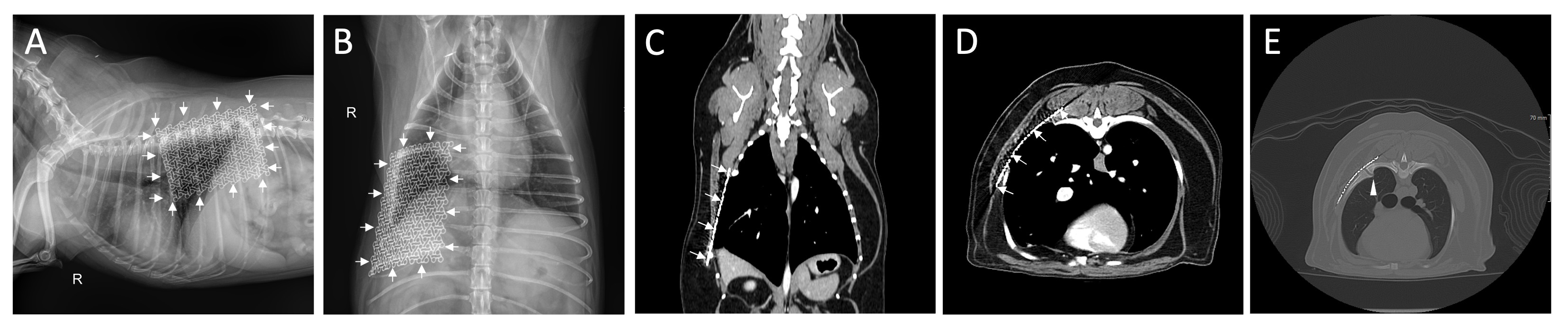 Animals 14 02635 g004