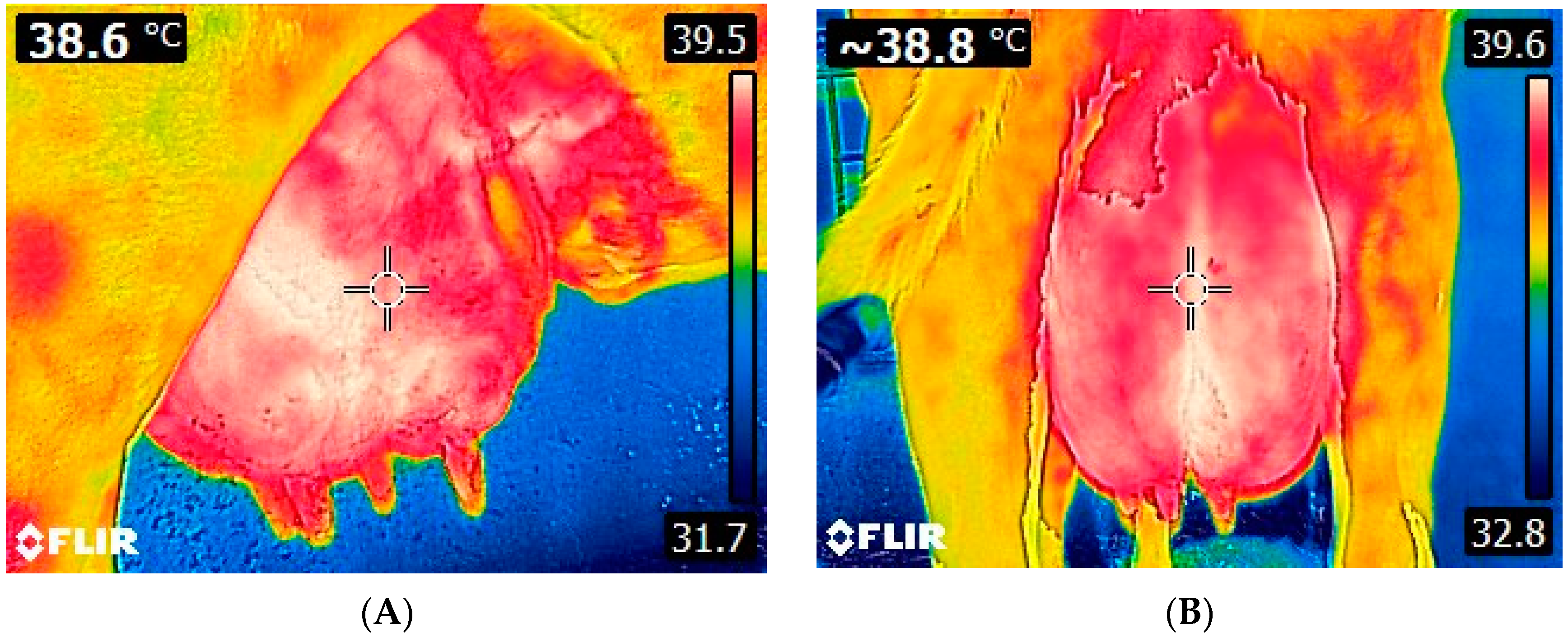 Animals 14 02691 g002