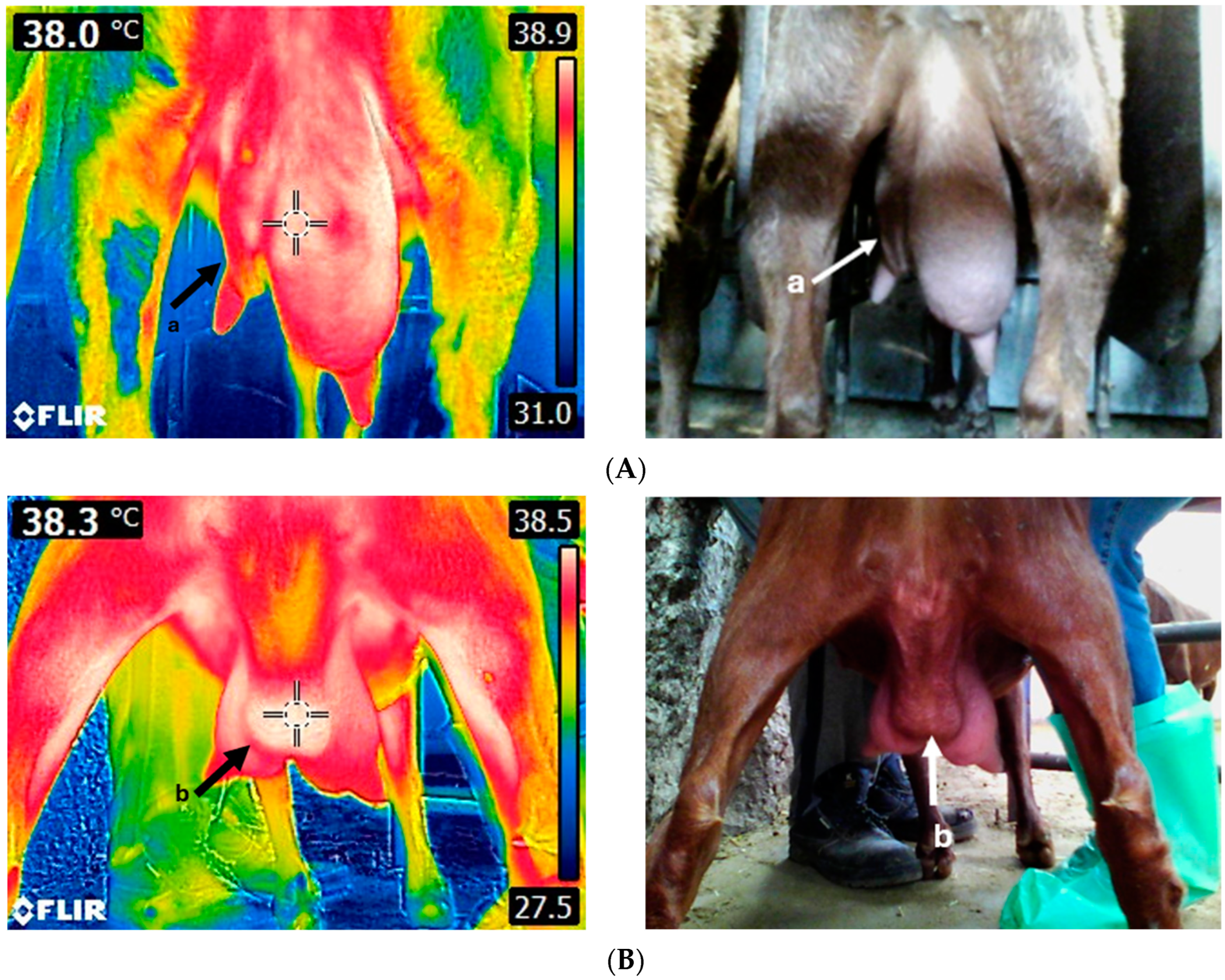 Animals 14 02691 g004