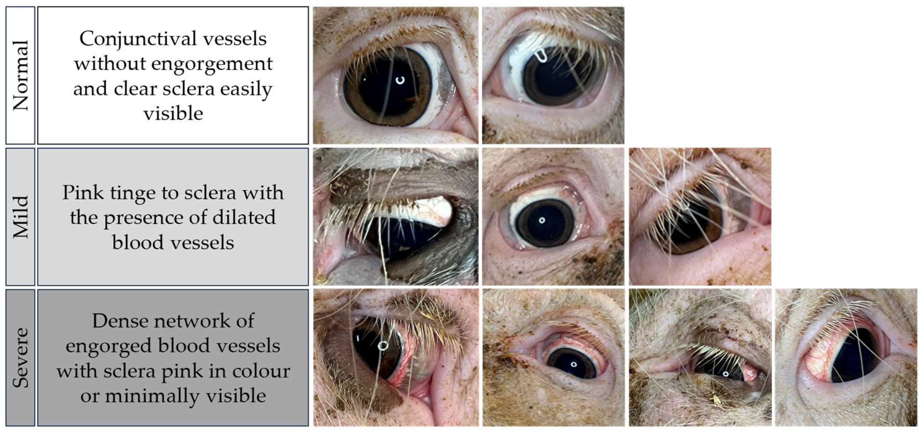 Animals 14 02693 g001