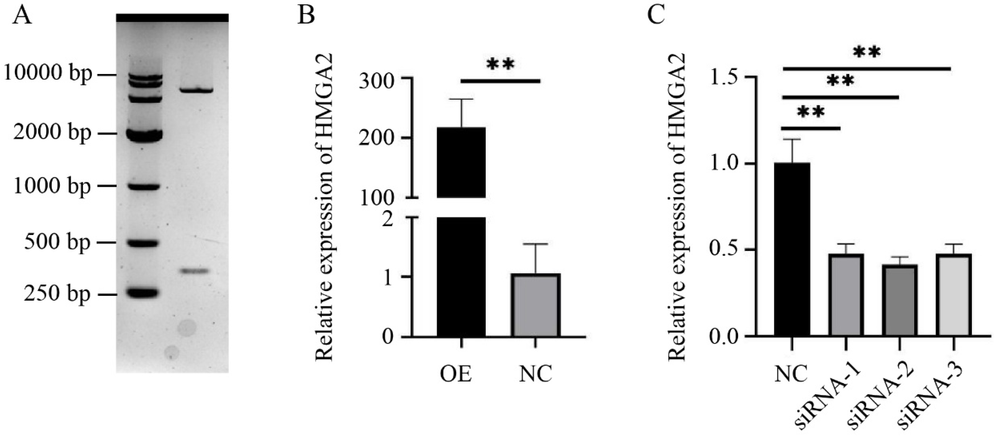 Animals 14 02721 g001
